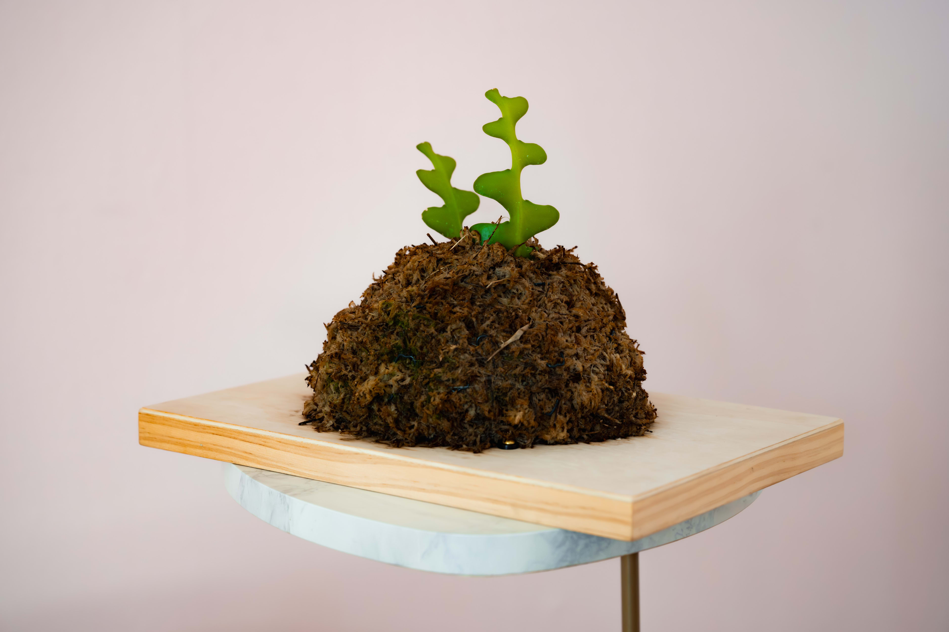 Fishbone Cactus — Pine Slab Mount 2