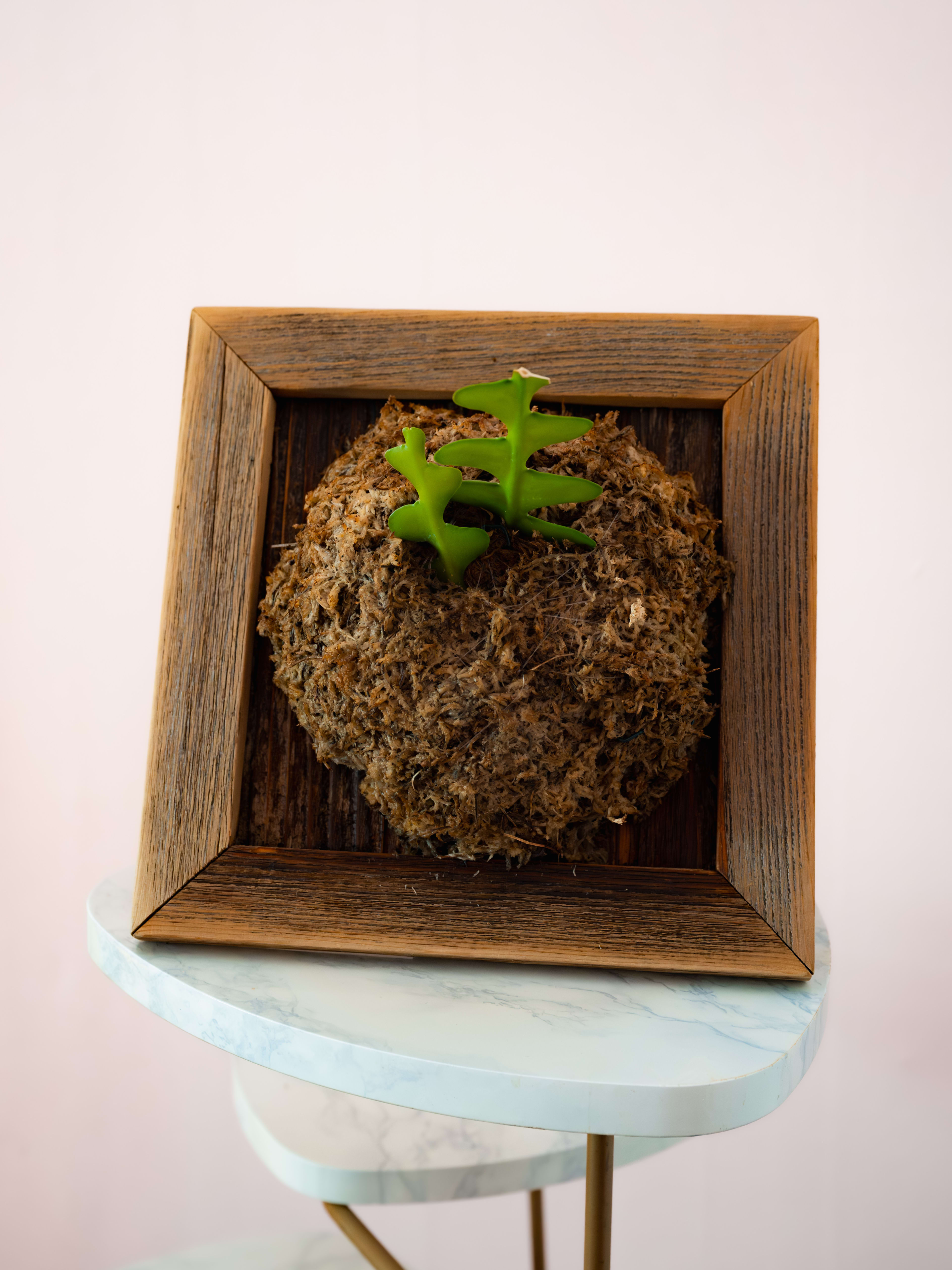 Fishbone Cactus — Reclaimed Softwood