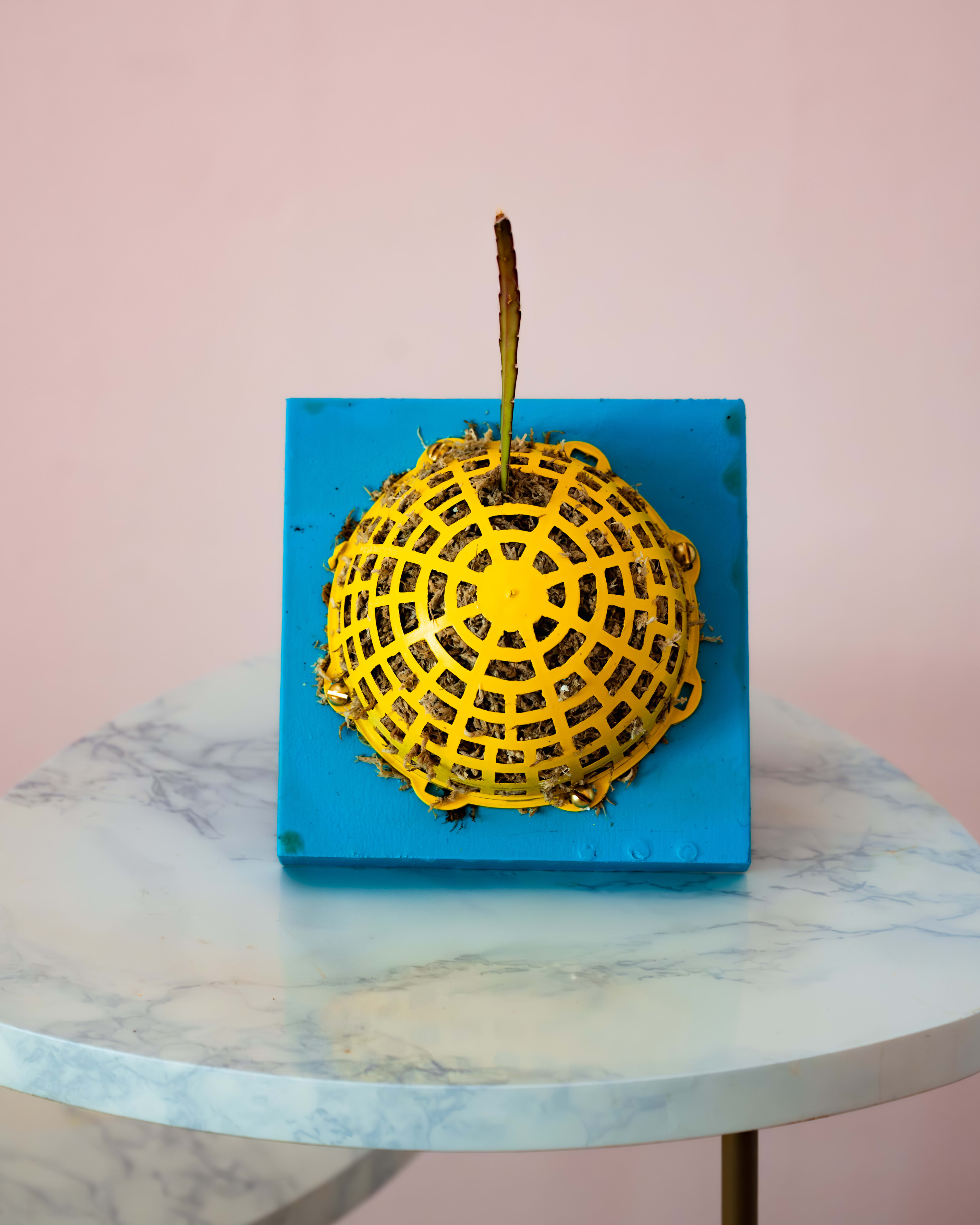 Lepismium cruciforme — Blue and Yellow