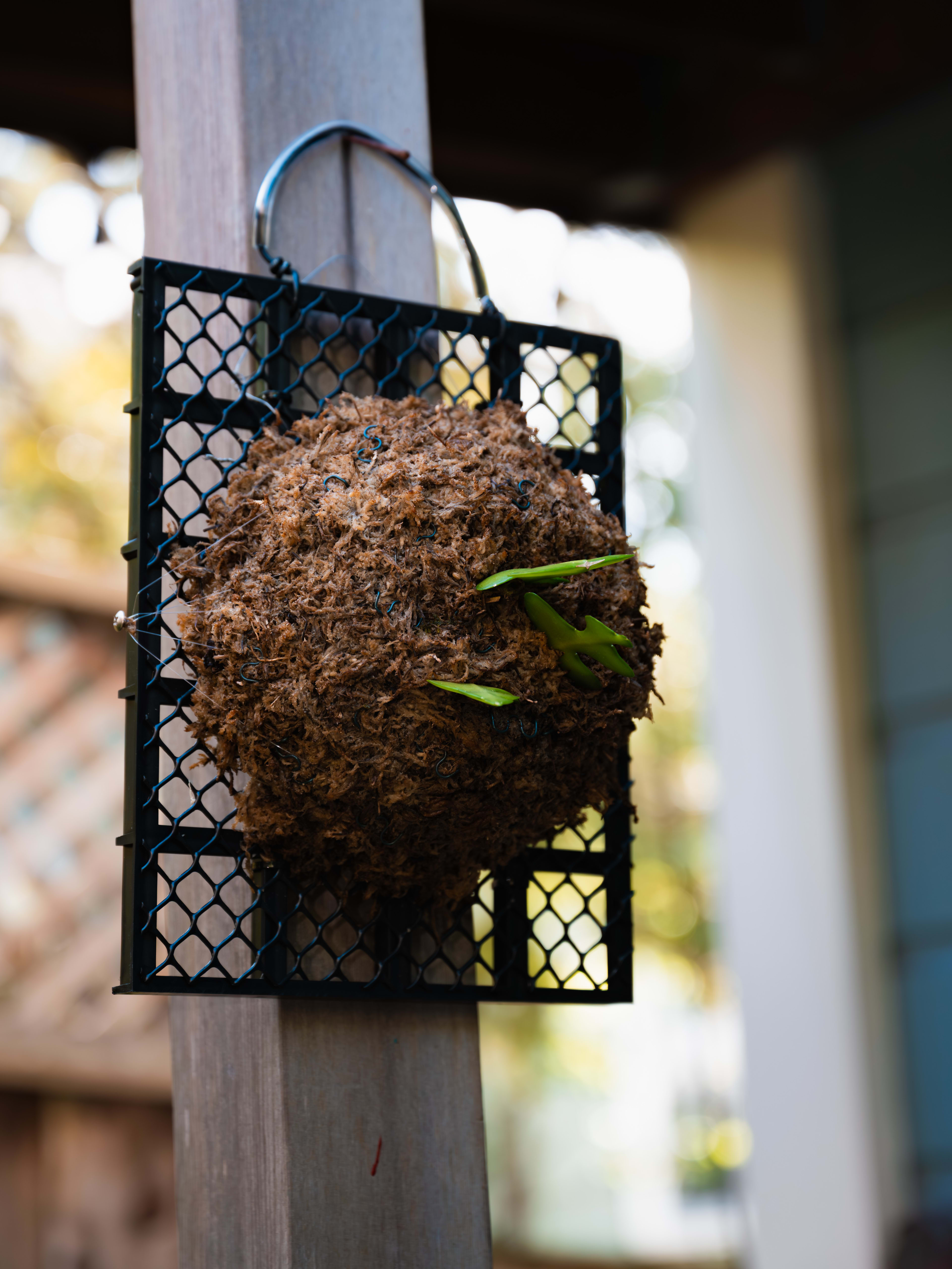 Fishbone Cactus — Mesh Frame