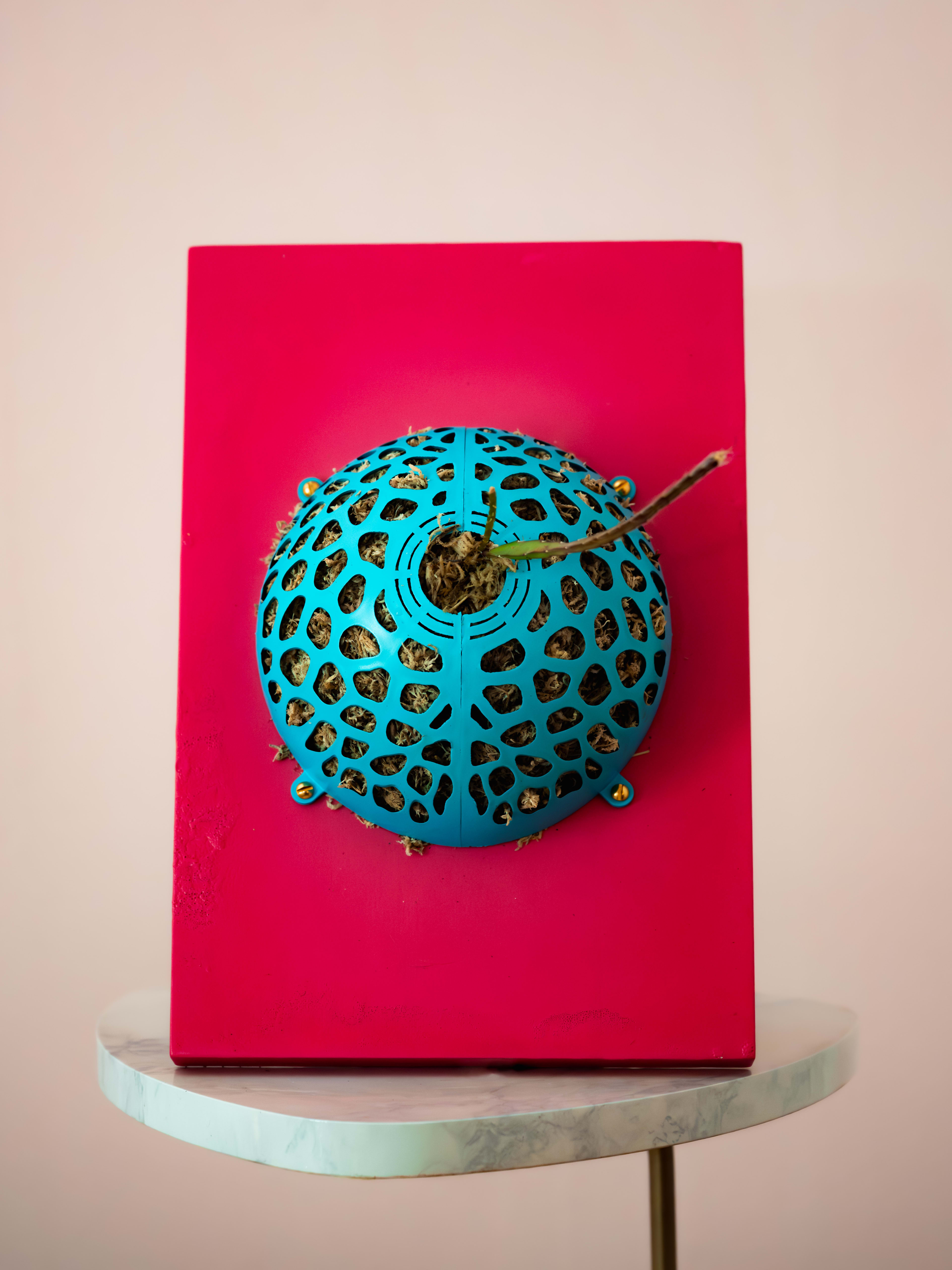 Lepismium cruciforme — Pink / Turquoise Voronoi