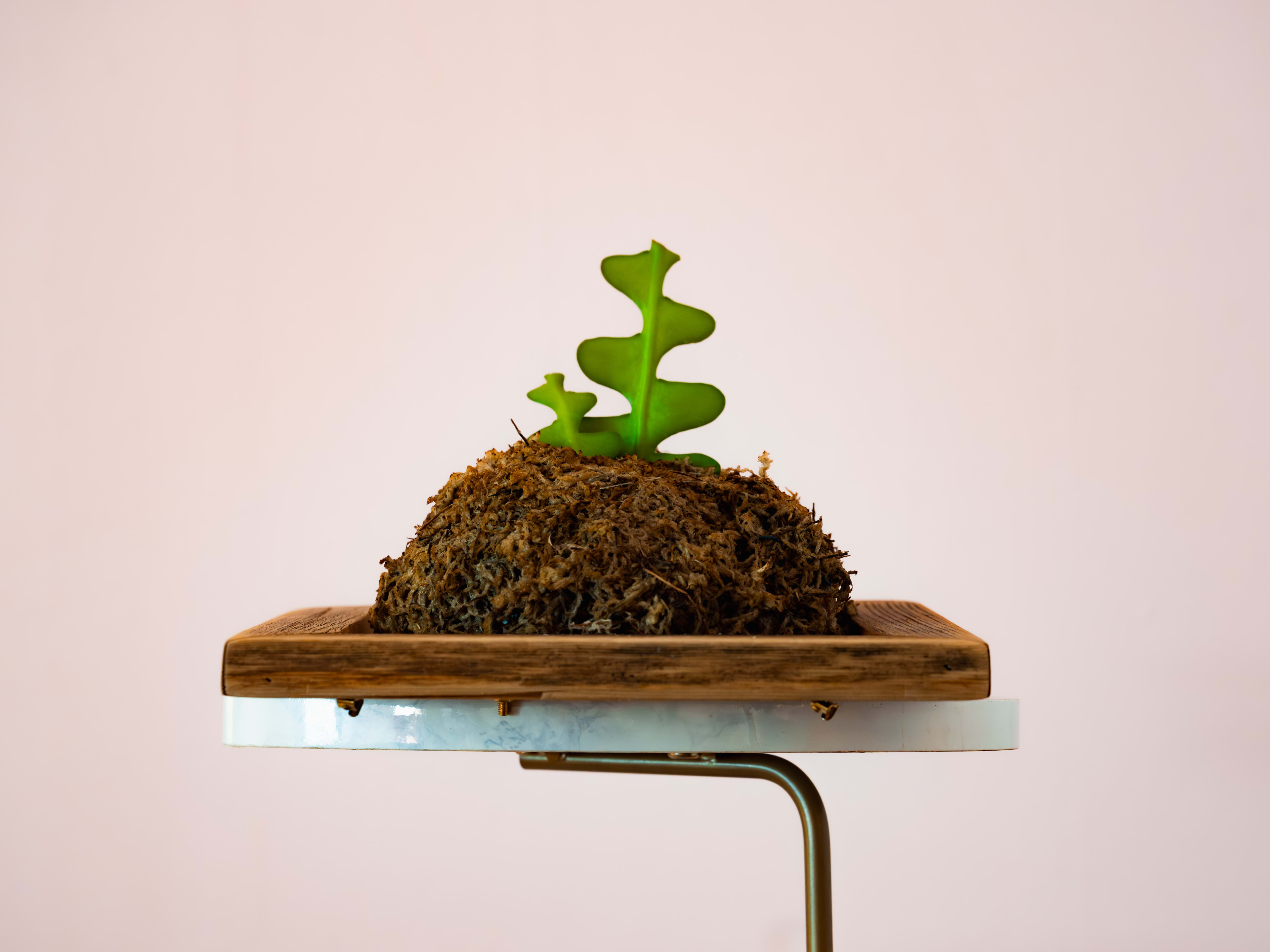 Fishbone Cactus — Reclaimed Softwood