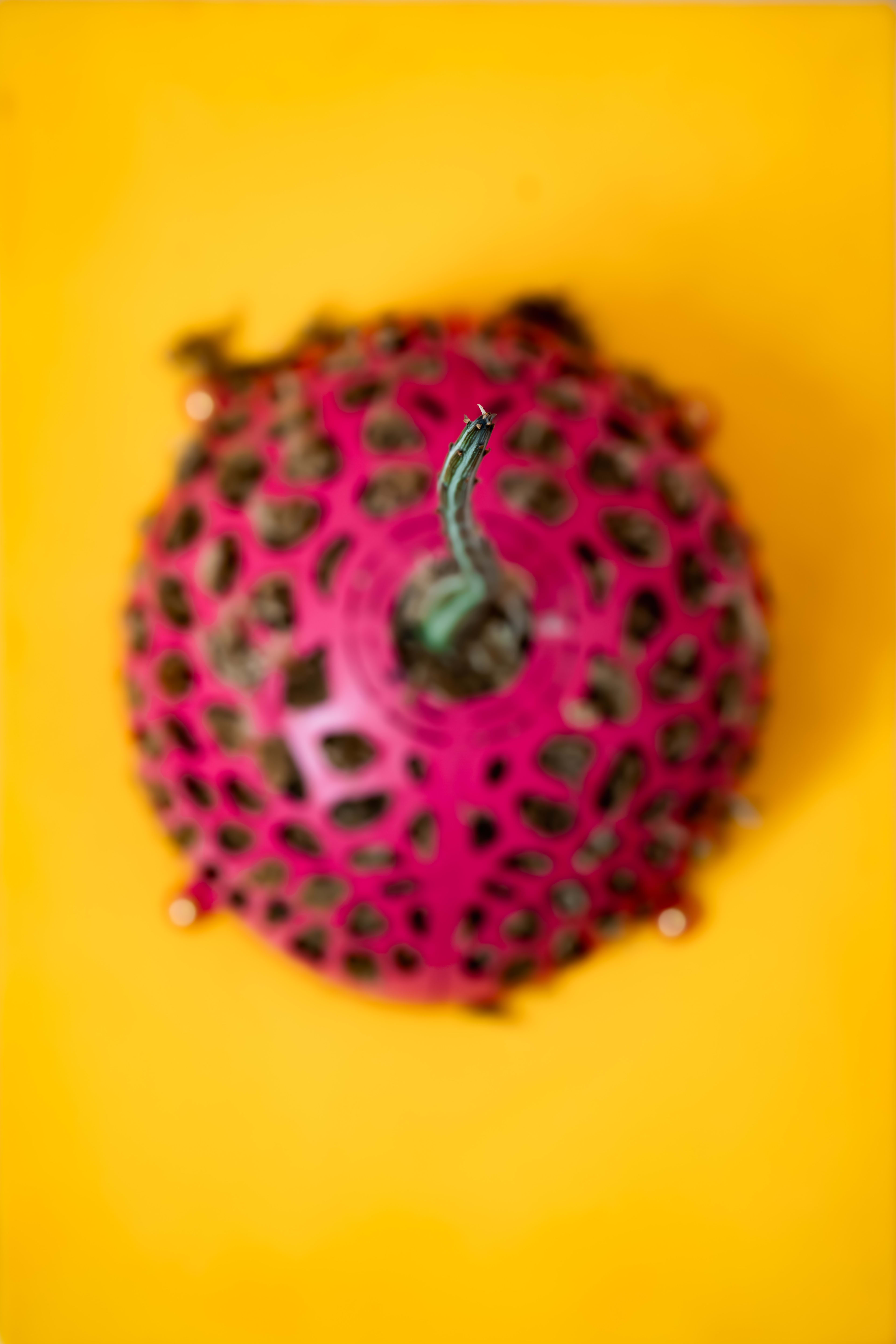 Curio stapeliiformis — Yellow / Pink Voronoi