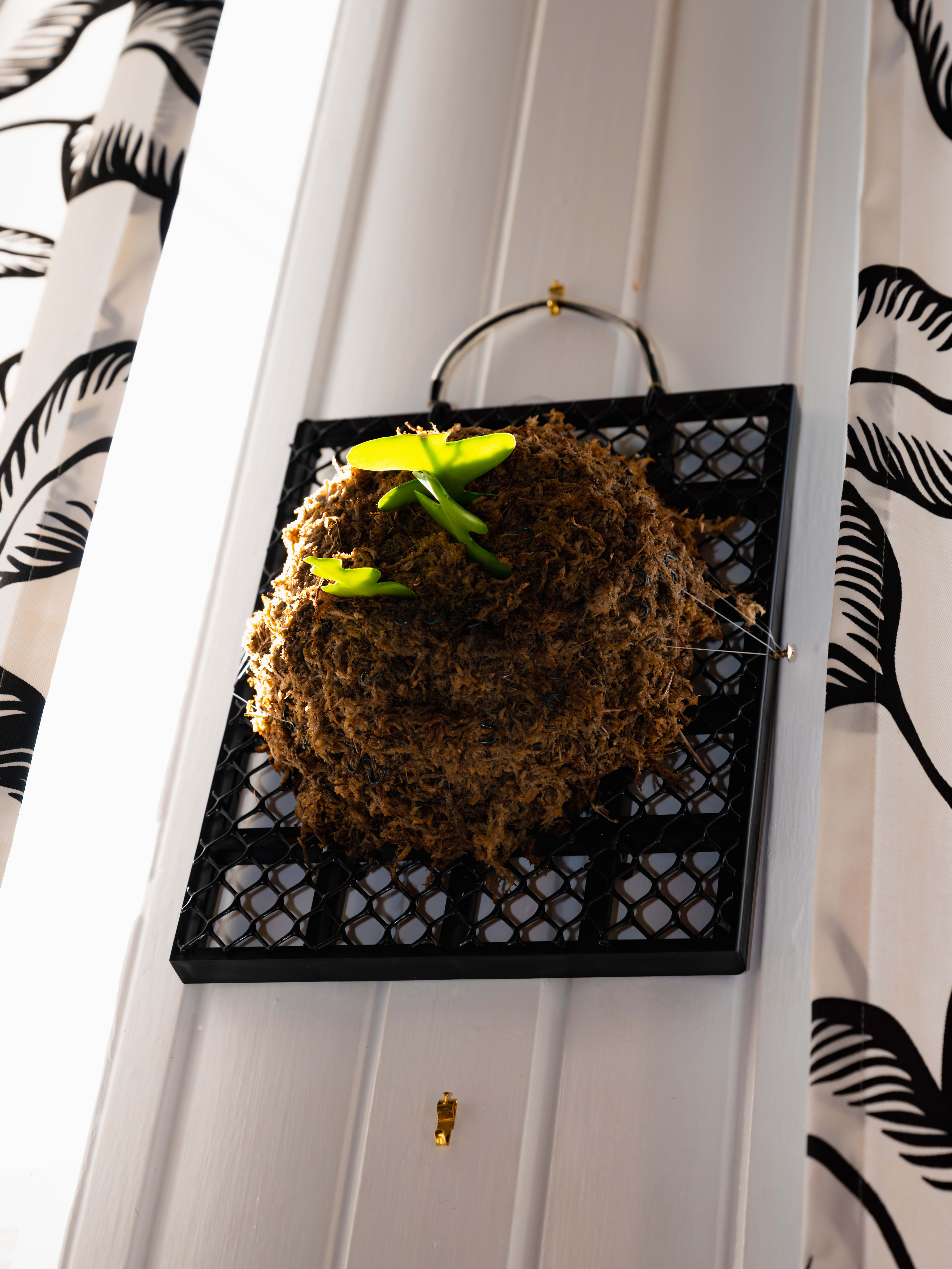 Fishbone Cactus — Mesh Frame