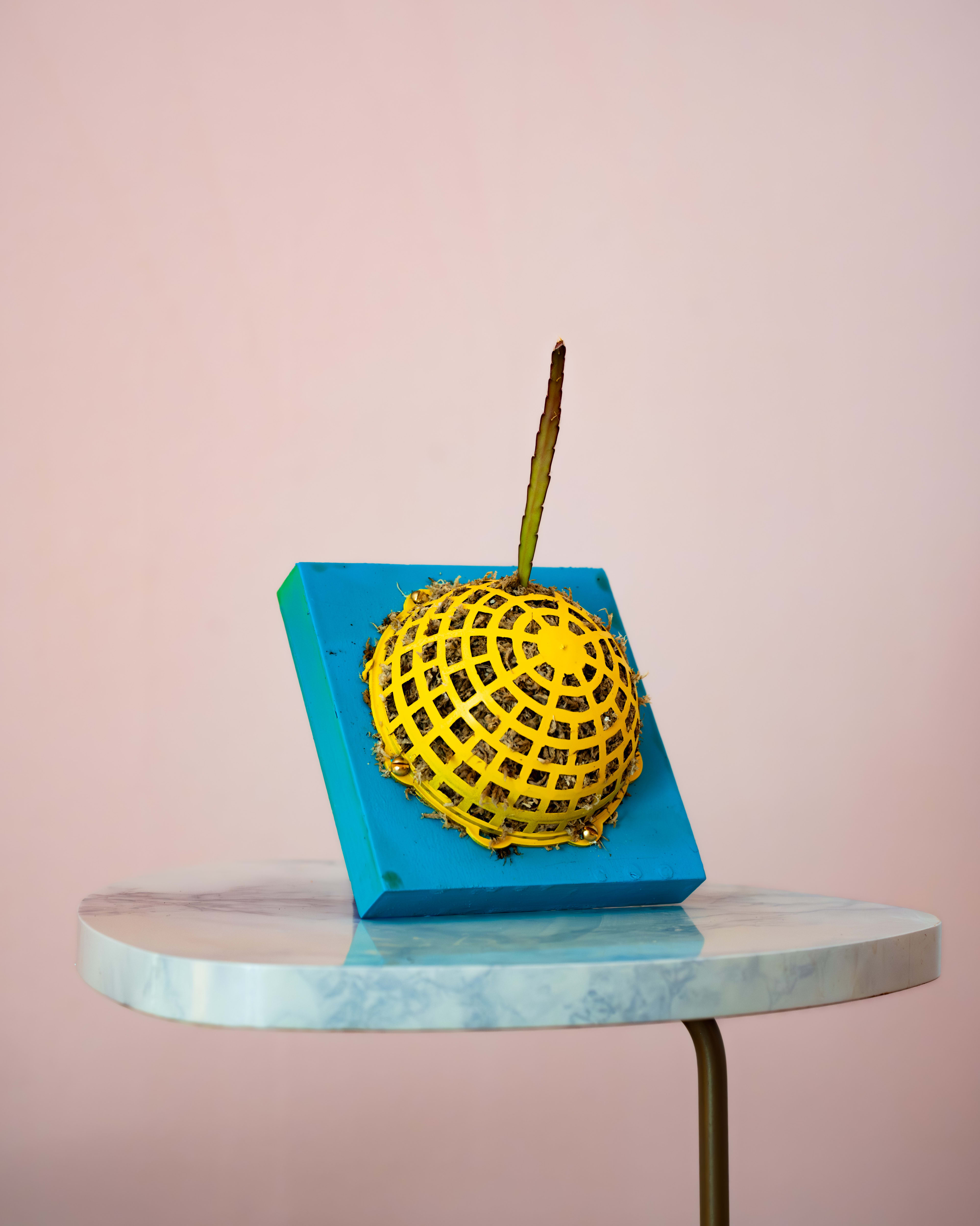 Lepismium cruciforme — Blue and Yellow
