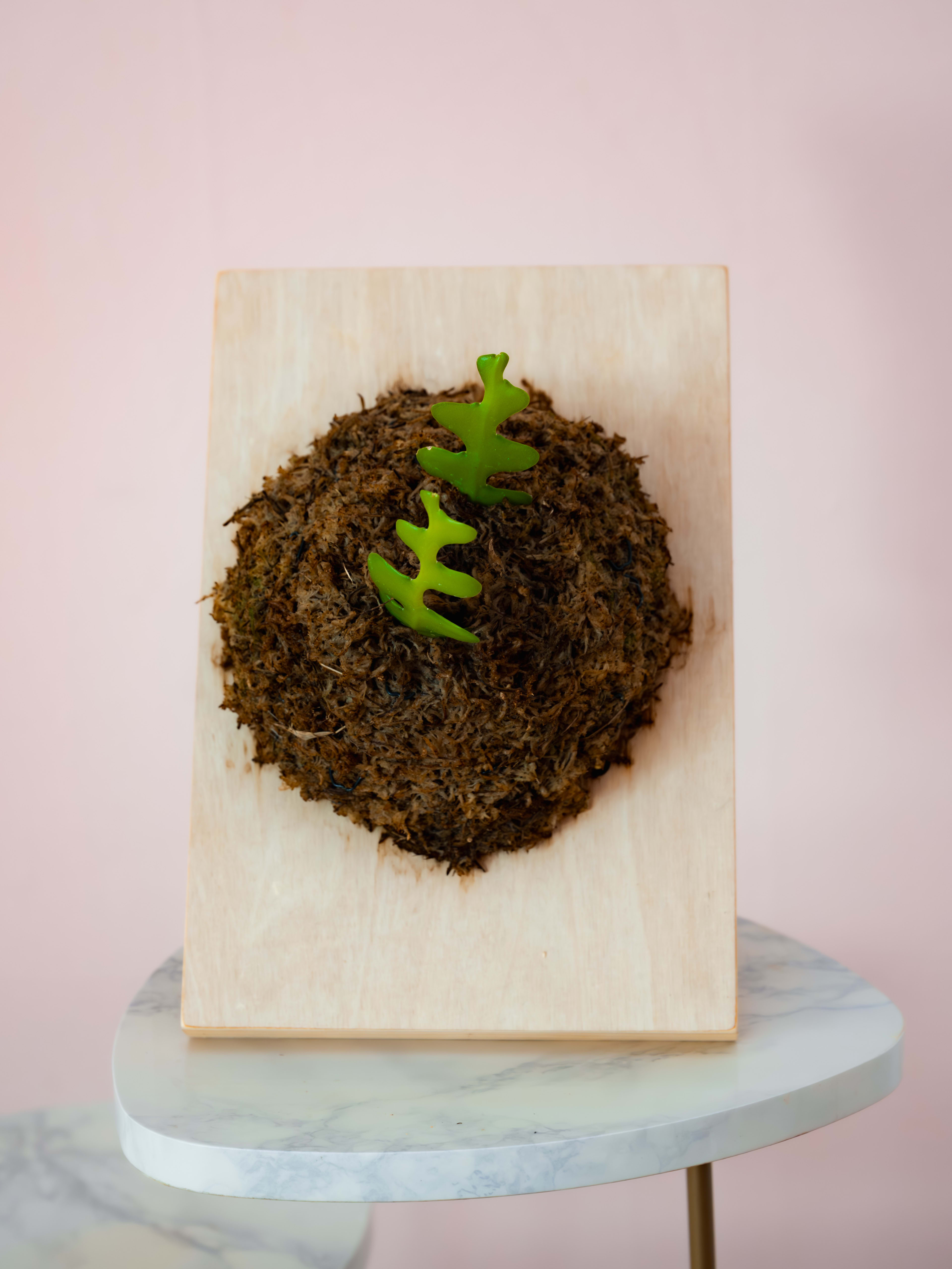 Fishbone Cactus — Pine Slab Mount 2
