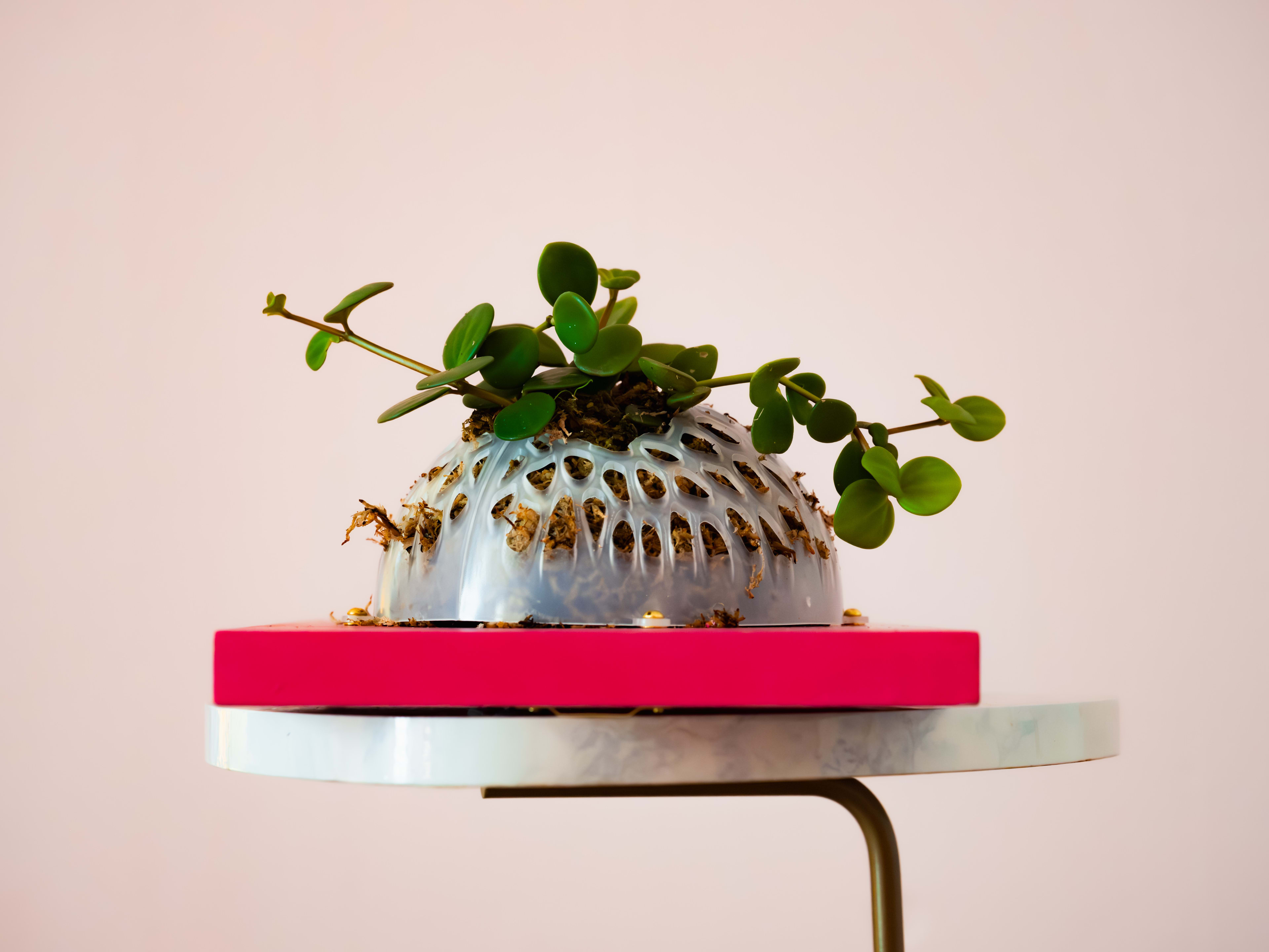 Peperomia Hope — Pink Panel