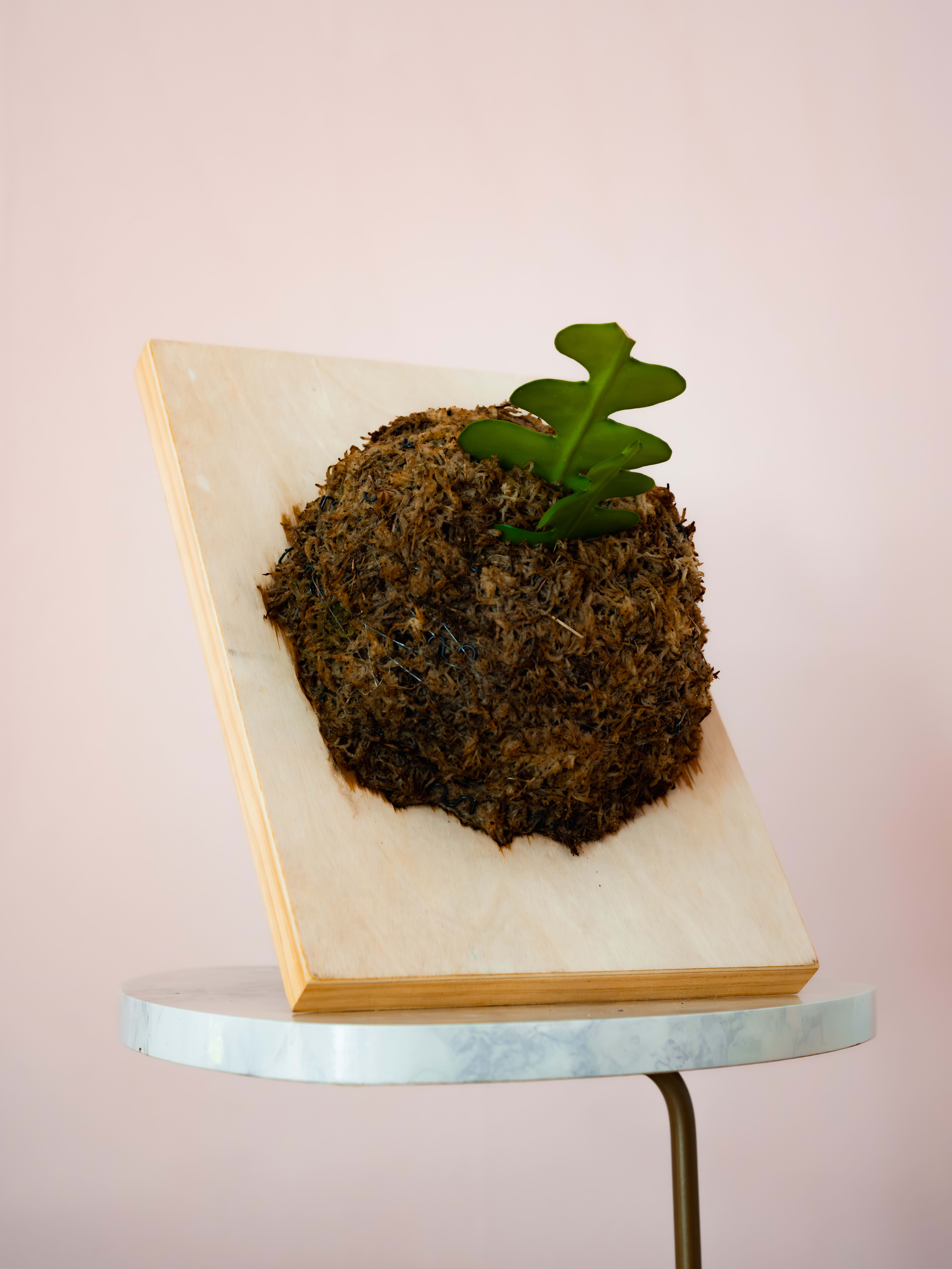 Fishbone Cactus — Pine Slab Mount 1