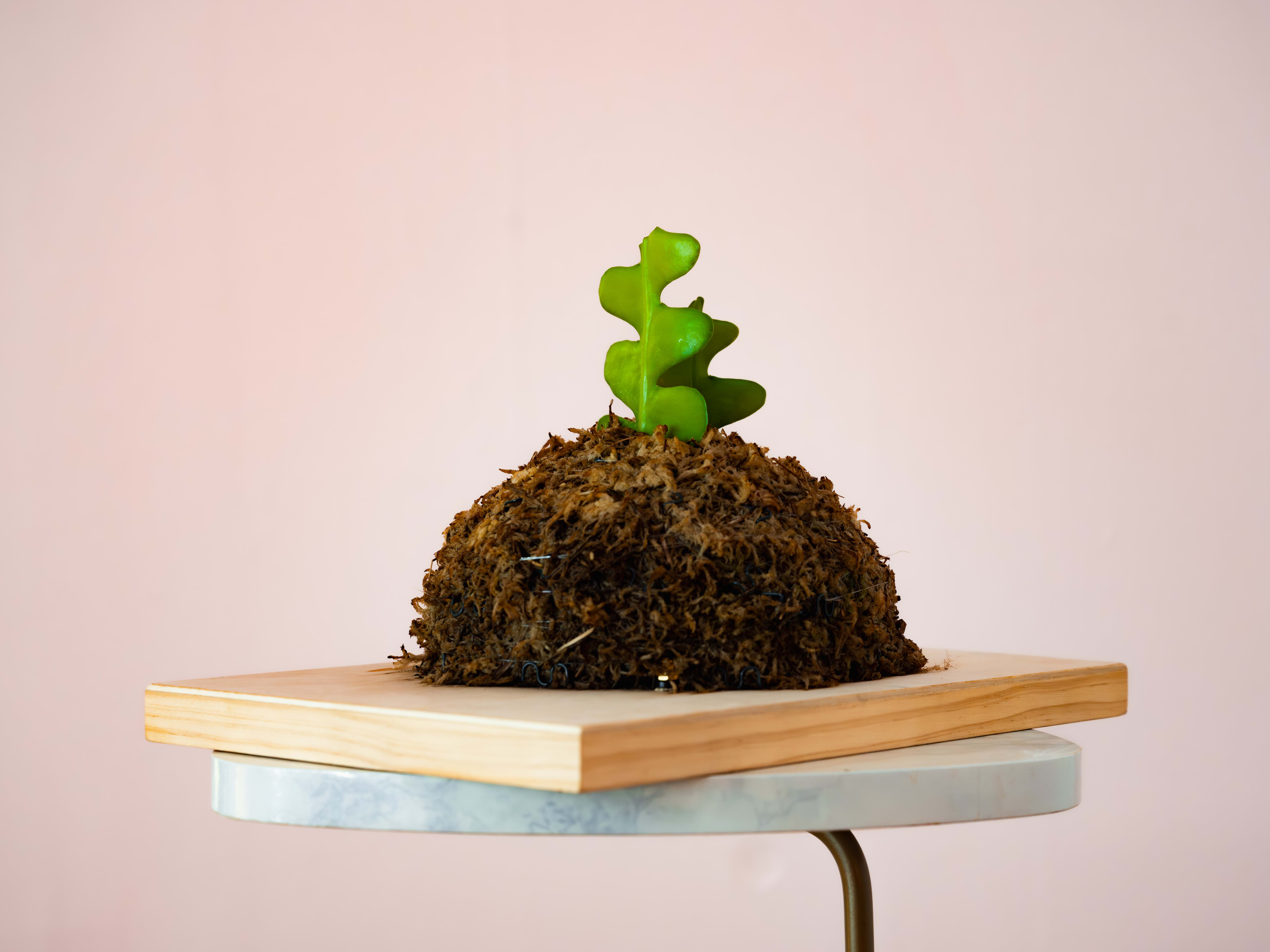 Fishbone Cactus — Pine Slab Mount 1