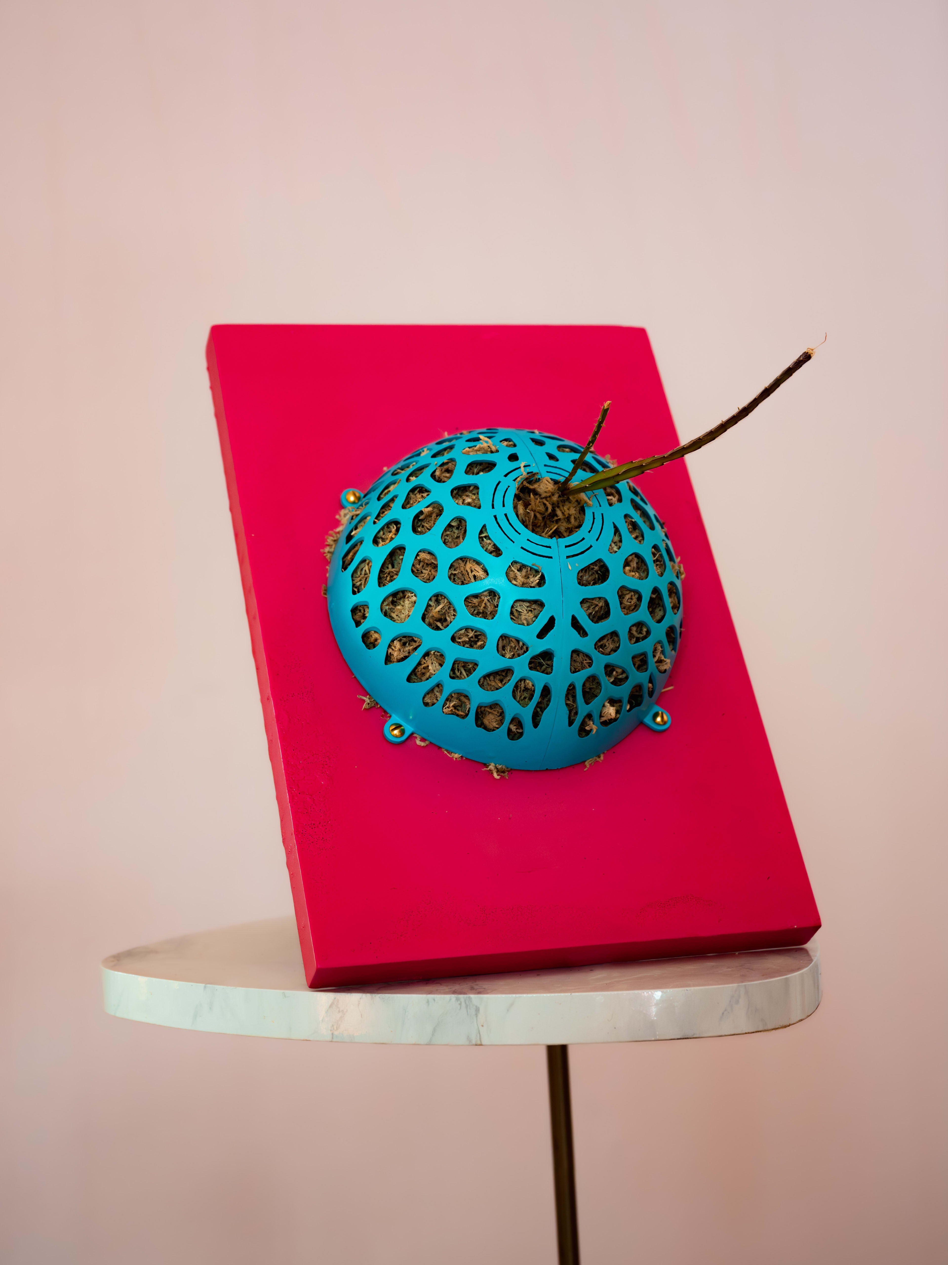 Lepismium cruciforme — Pink / Turquoise Voronoi