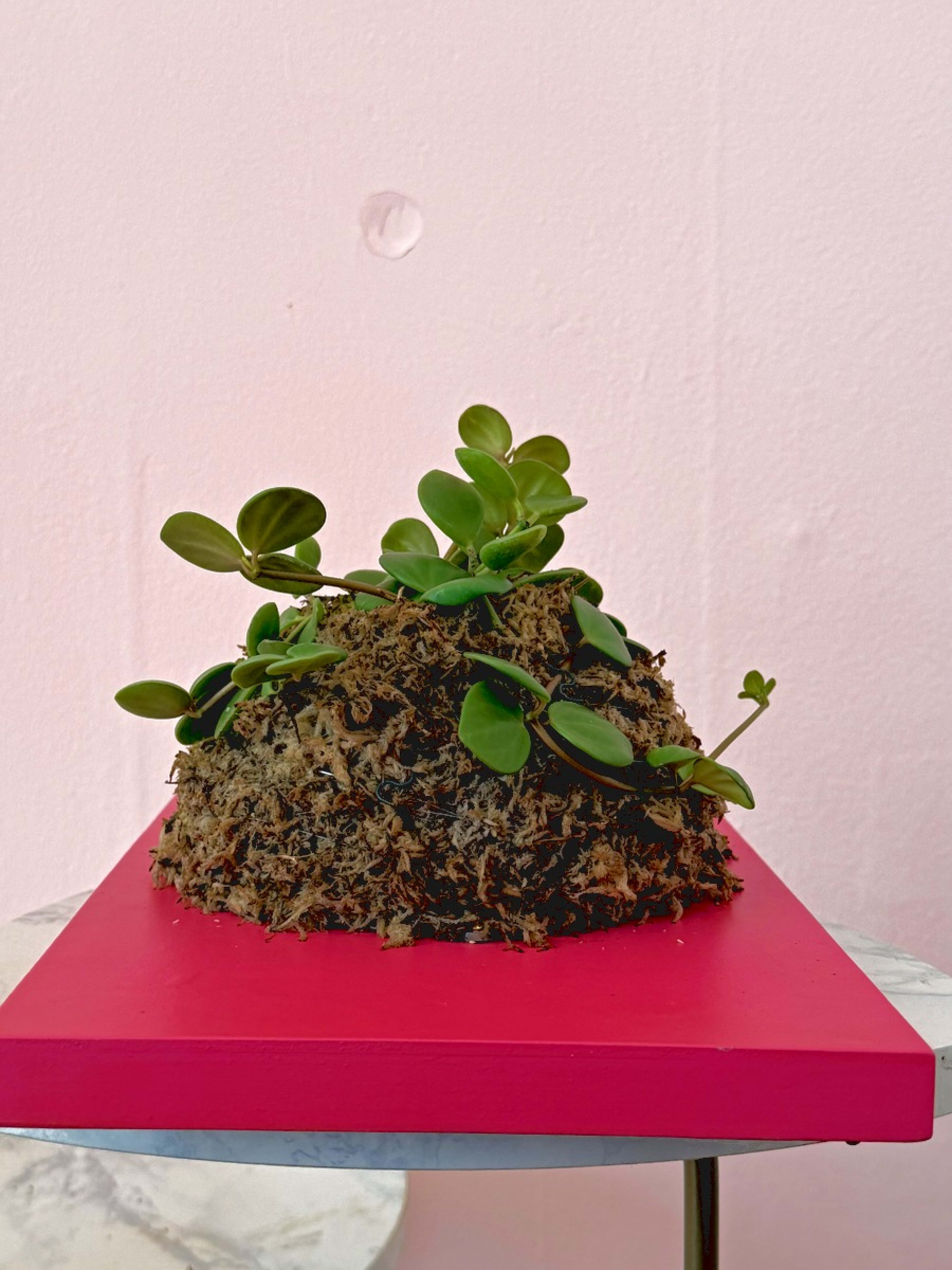 Peperomia Hope — Pink Panel