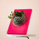 Peperomia Hope — Pink Panel thumbnail 1