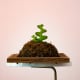 Fishbone Cactus — Reclaimed Softwood thumbnail 3