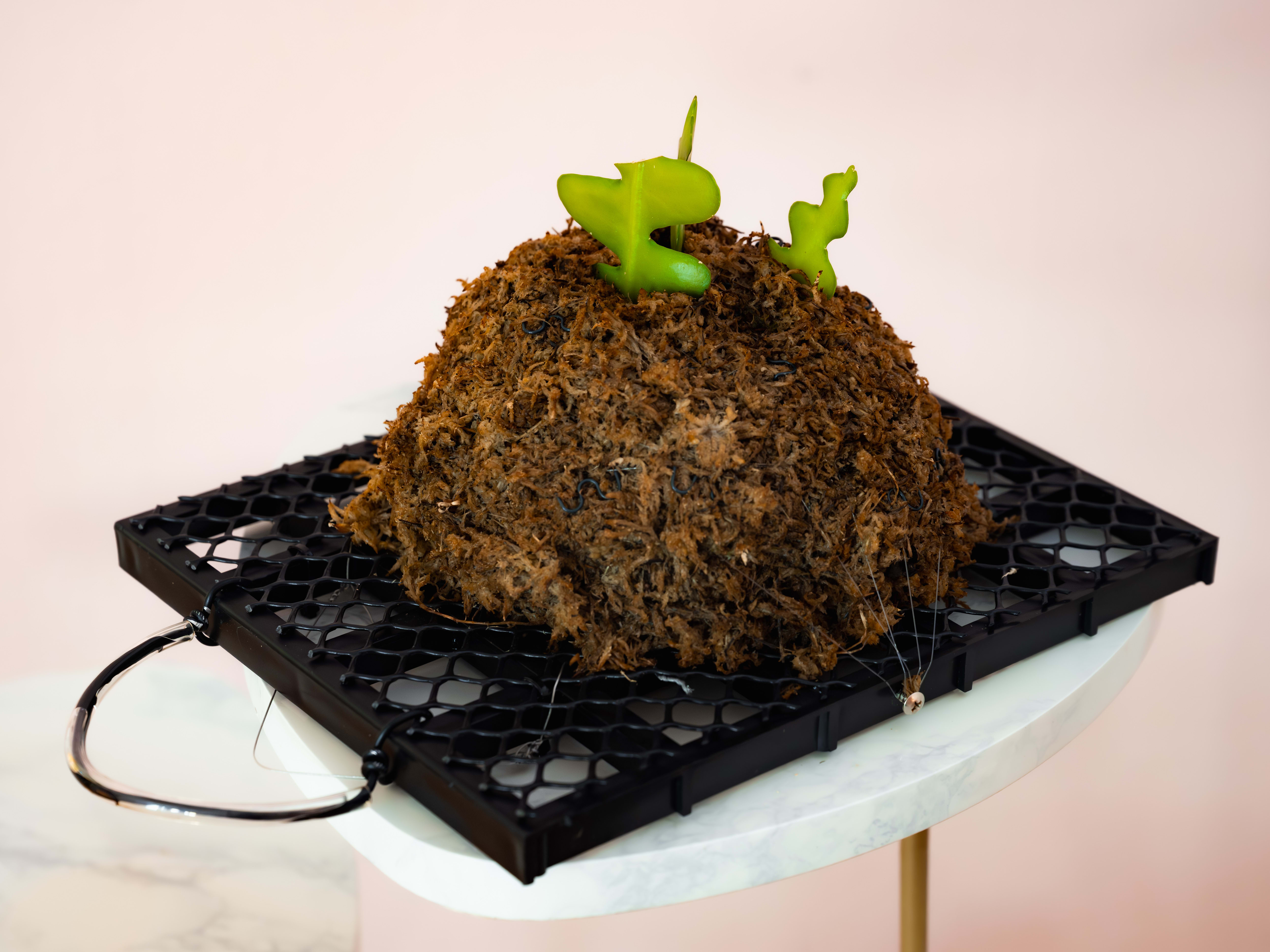 Fishbone Cactus — Mesh Frame