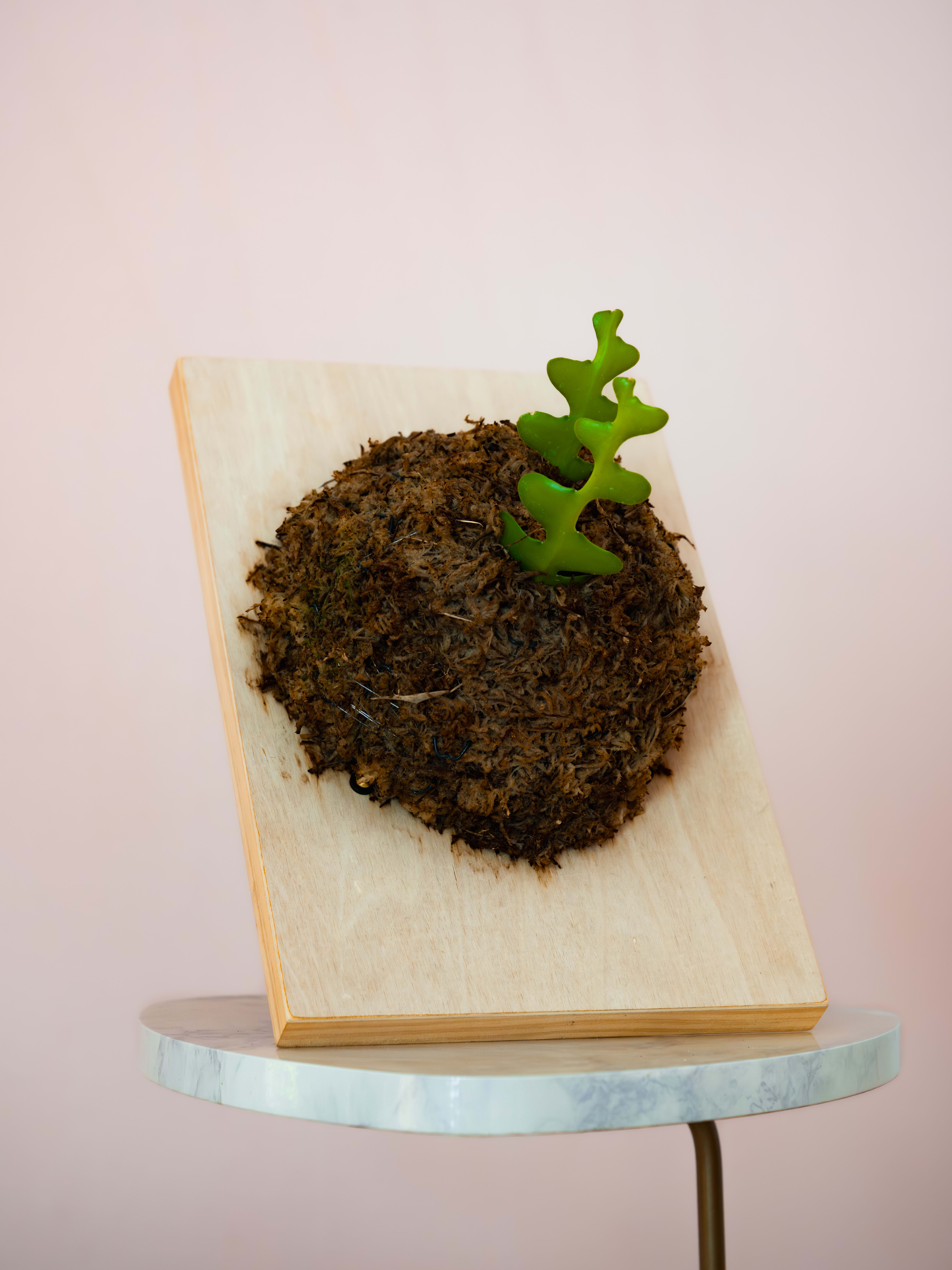 Fishbone Cactus — Pine Slab Mount 1