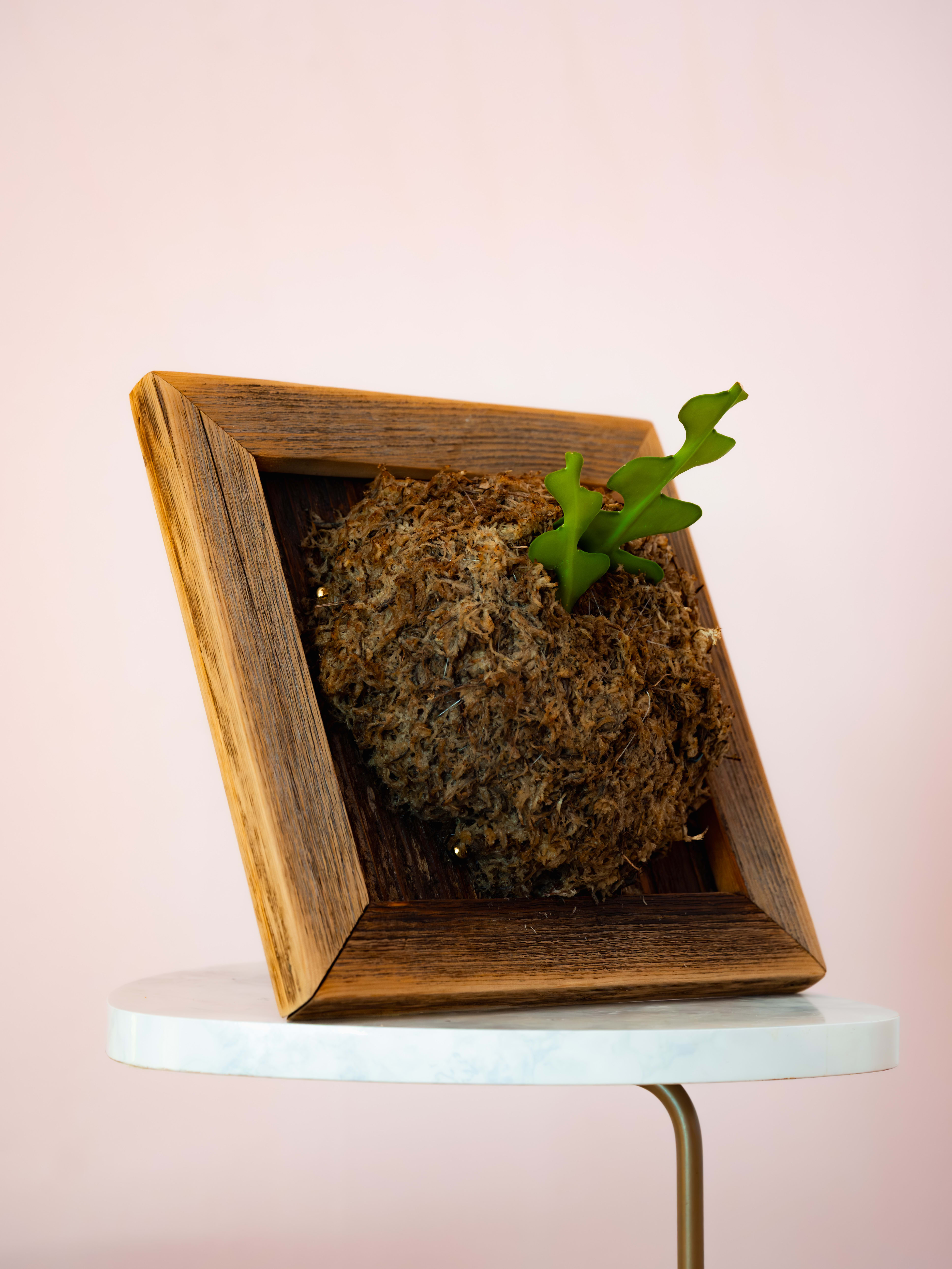 Fishbone Cactus — Reclaimed Softwood