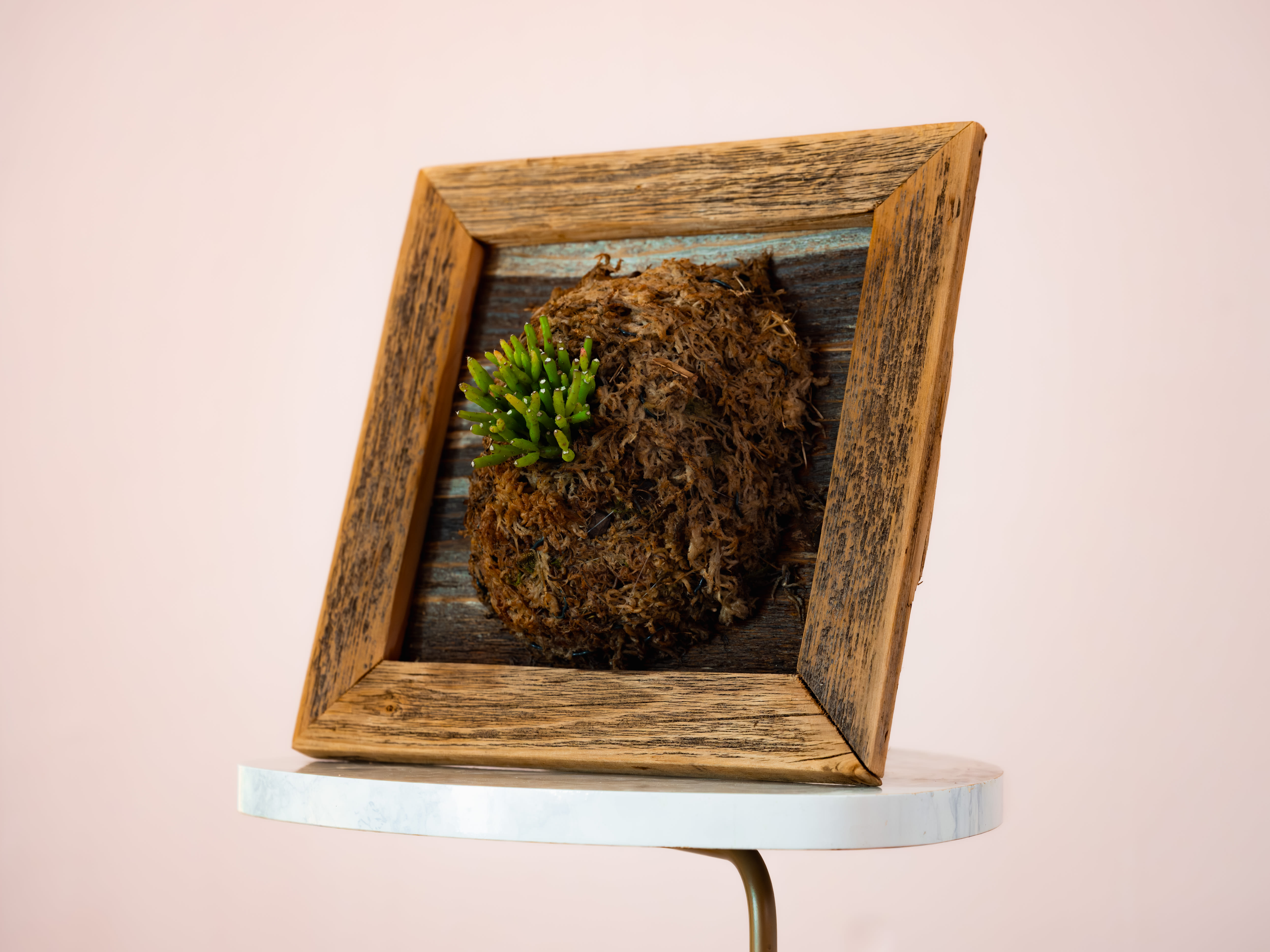 Dancing Bones Cactus — Reclaimed Shadow Box