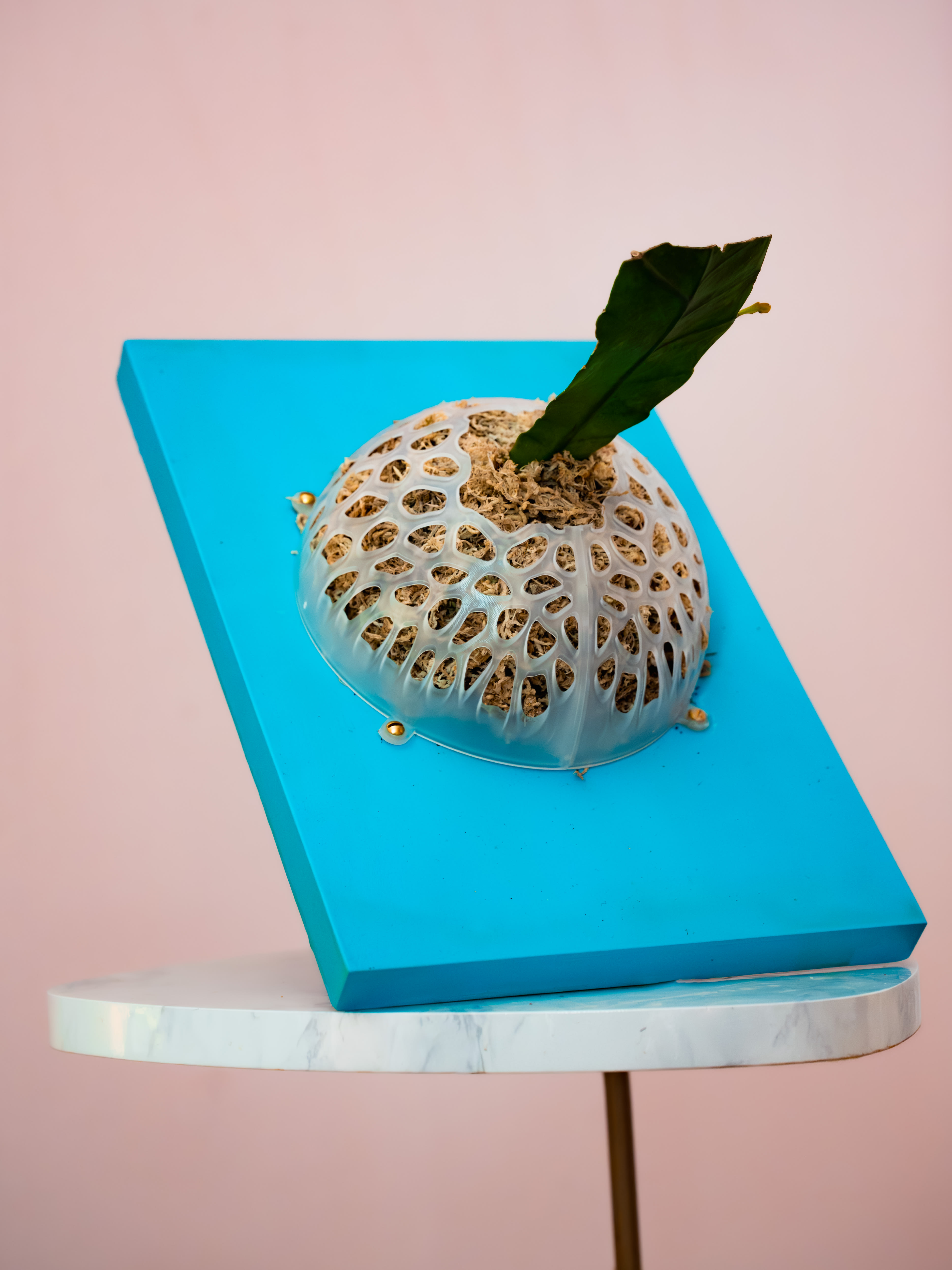 Pseudorhipsalis amazonica — Blue / White Voronoi