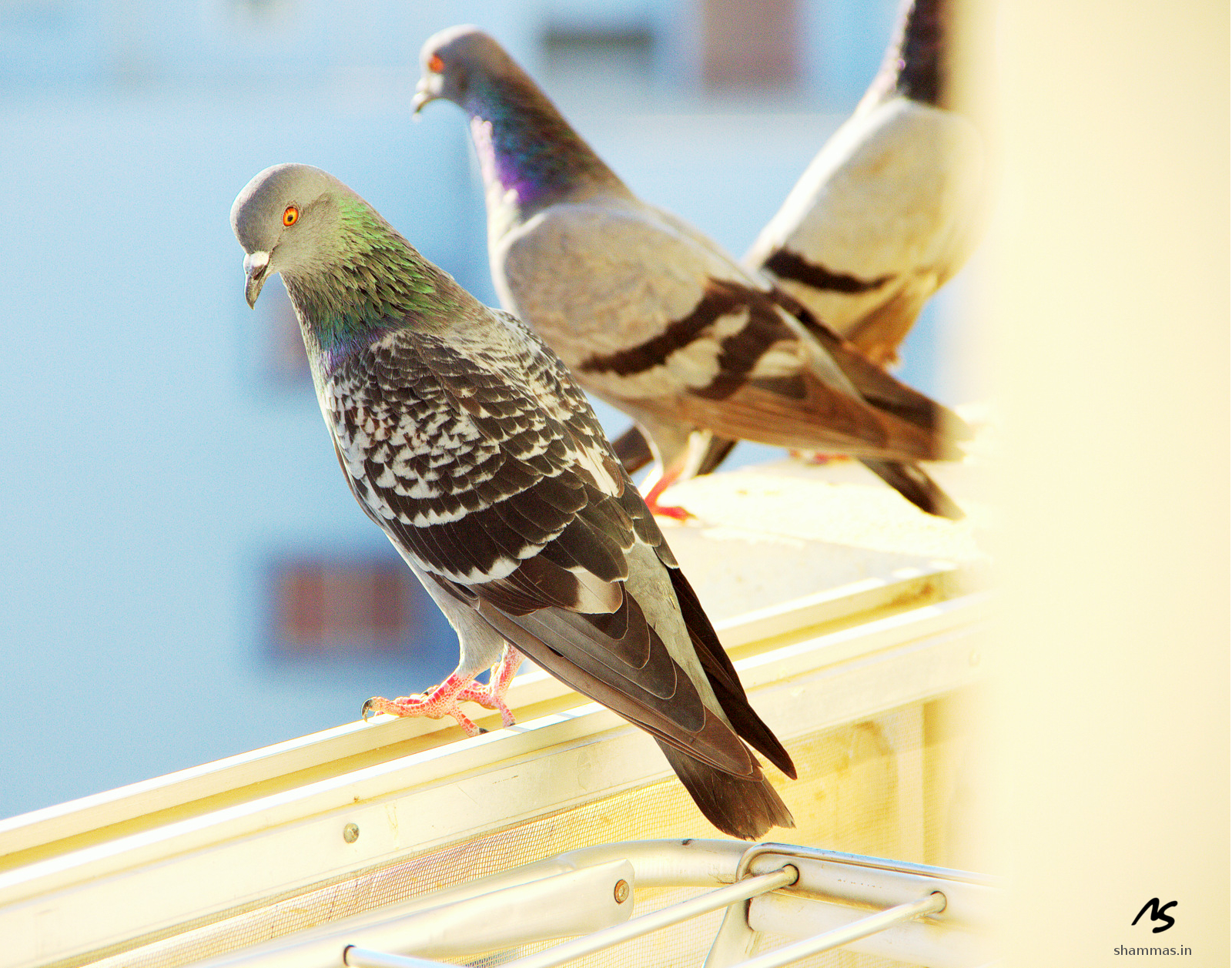 Pigeons at Suncity 602