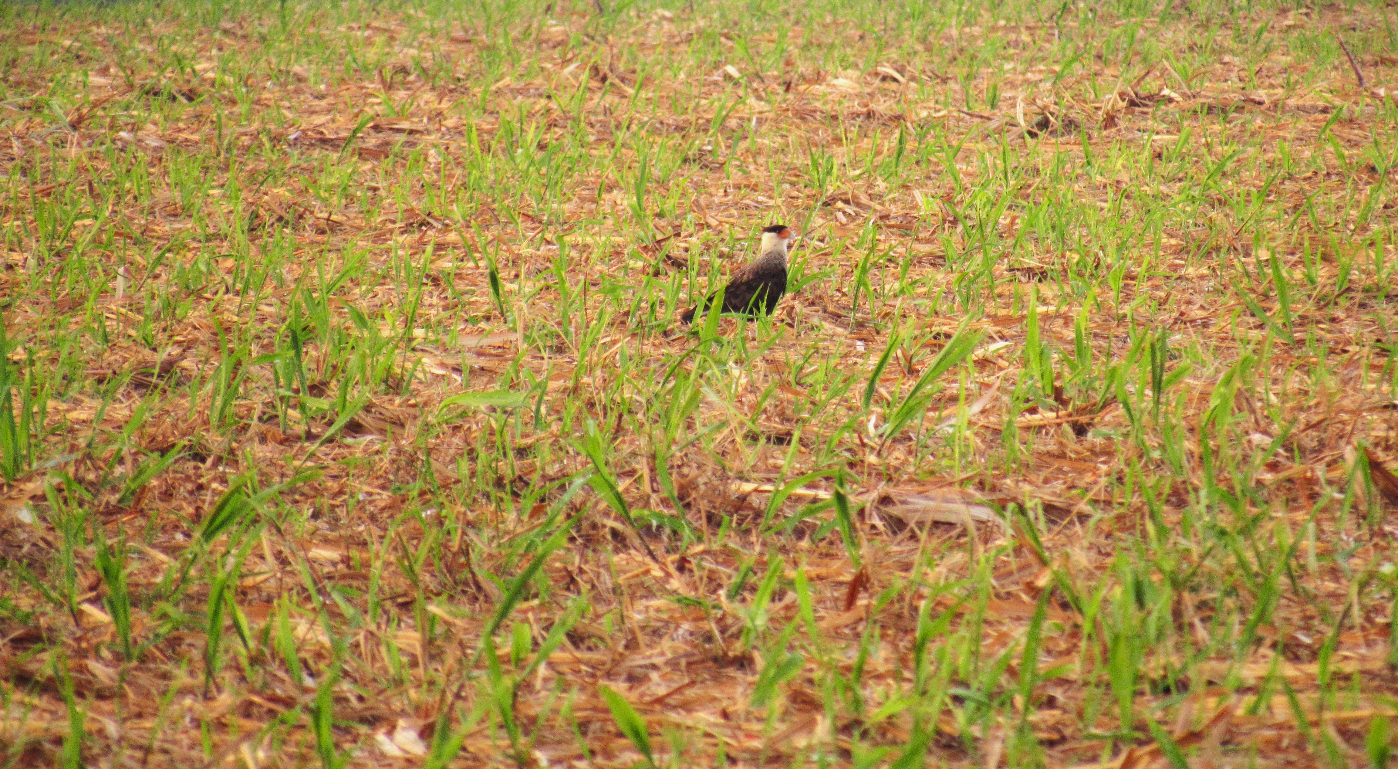 Colheita de cana-de-açúcar