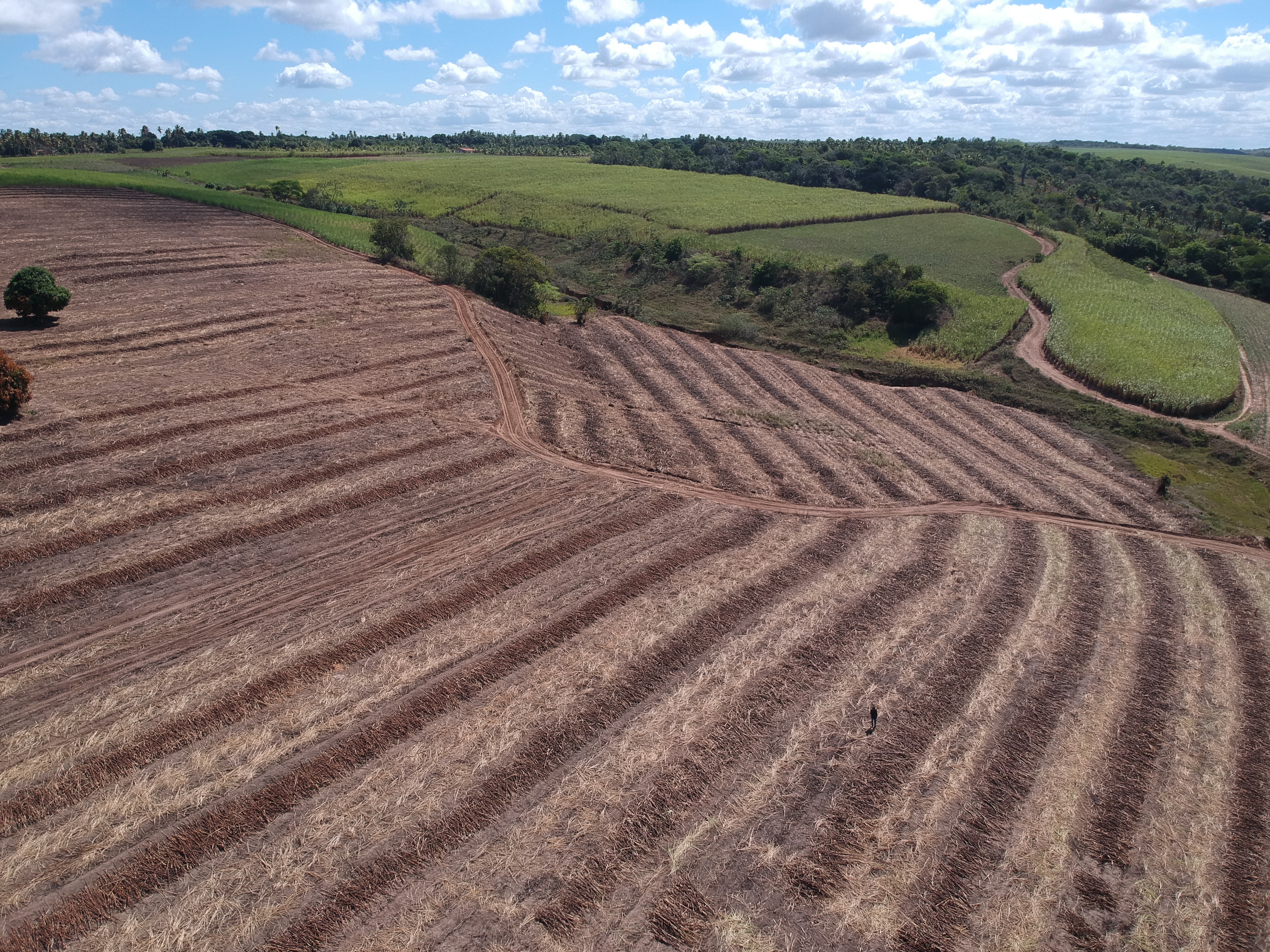 Plantação de cana-de-açúcar ao pôr do sol