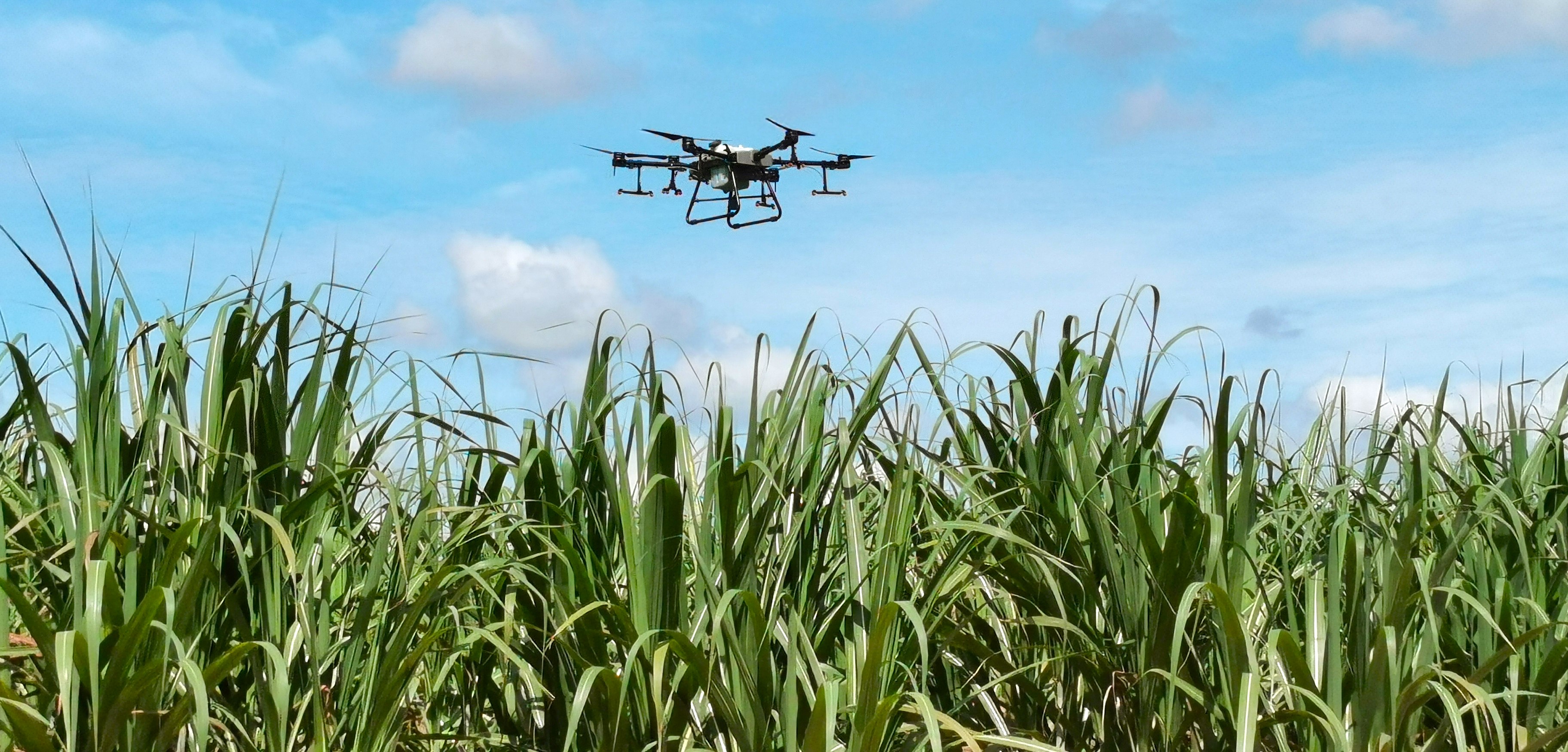 Drone em talhão de cana