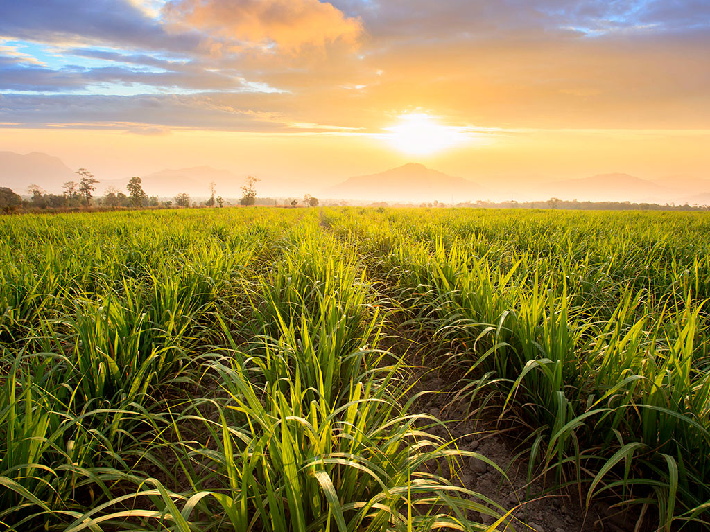 Plantação de cana-de-açúcar