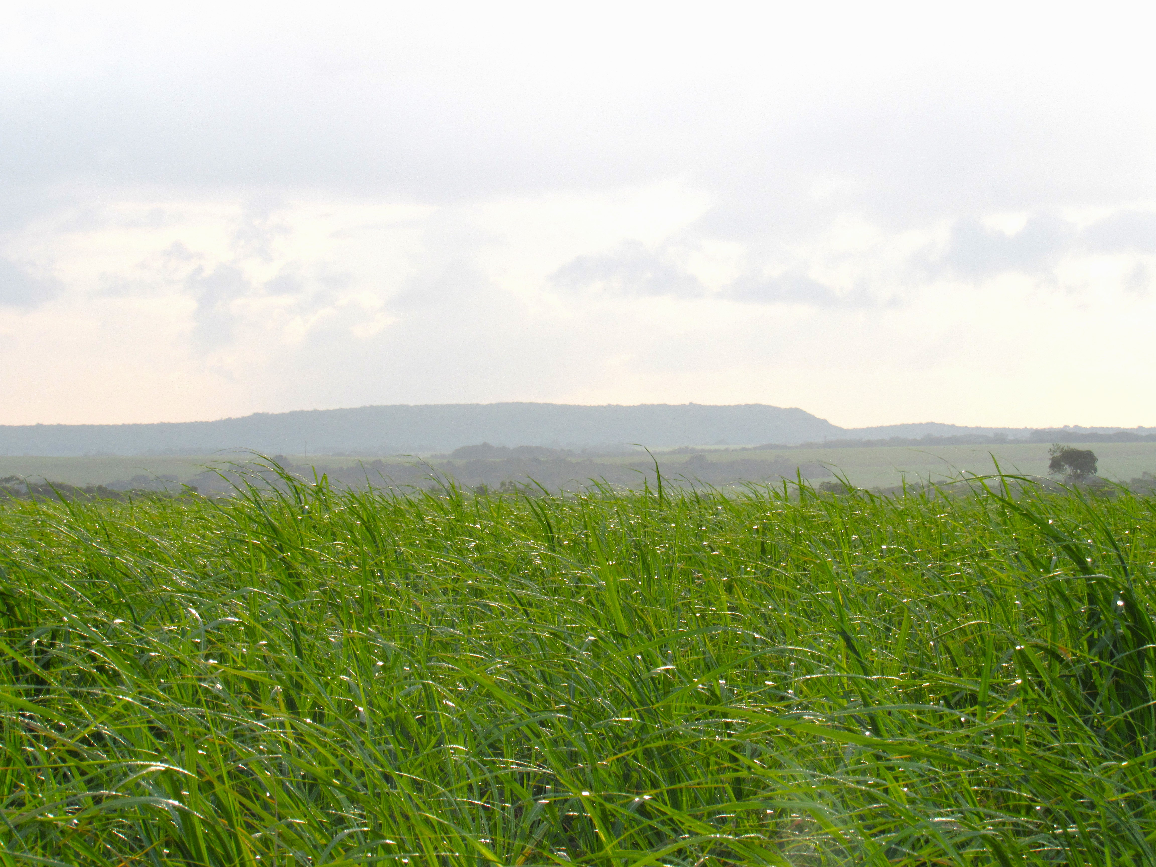Corte de cana-de-açúcar