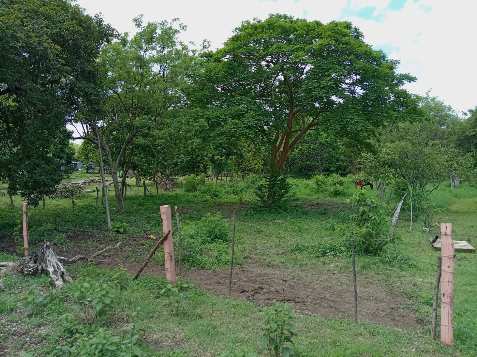 Vista 3 de LOTE CHILE BAGACES
