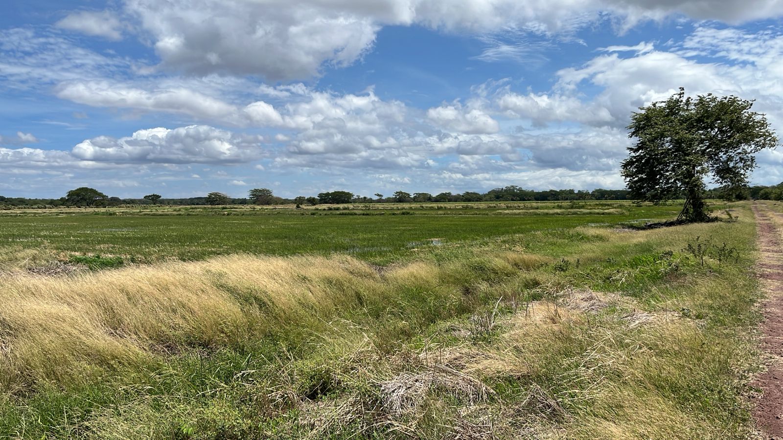Imagen principal de 🌾 PARCELA AGRÍCOLA EN VENTA 