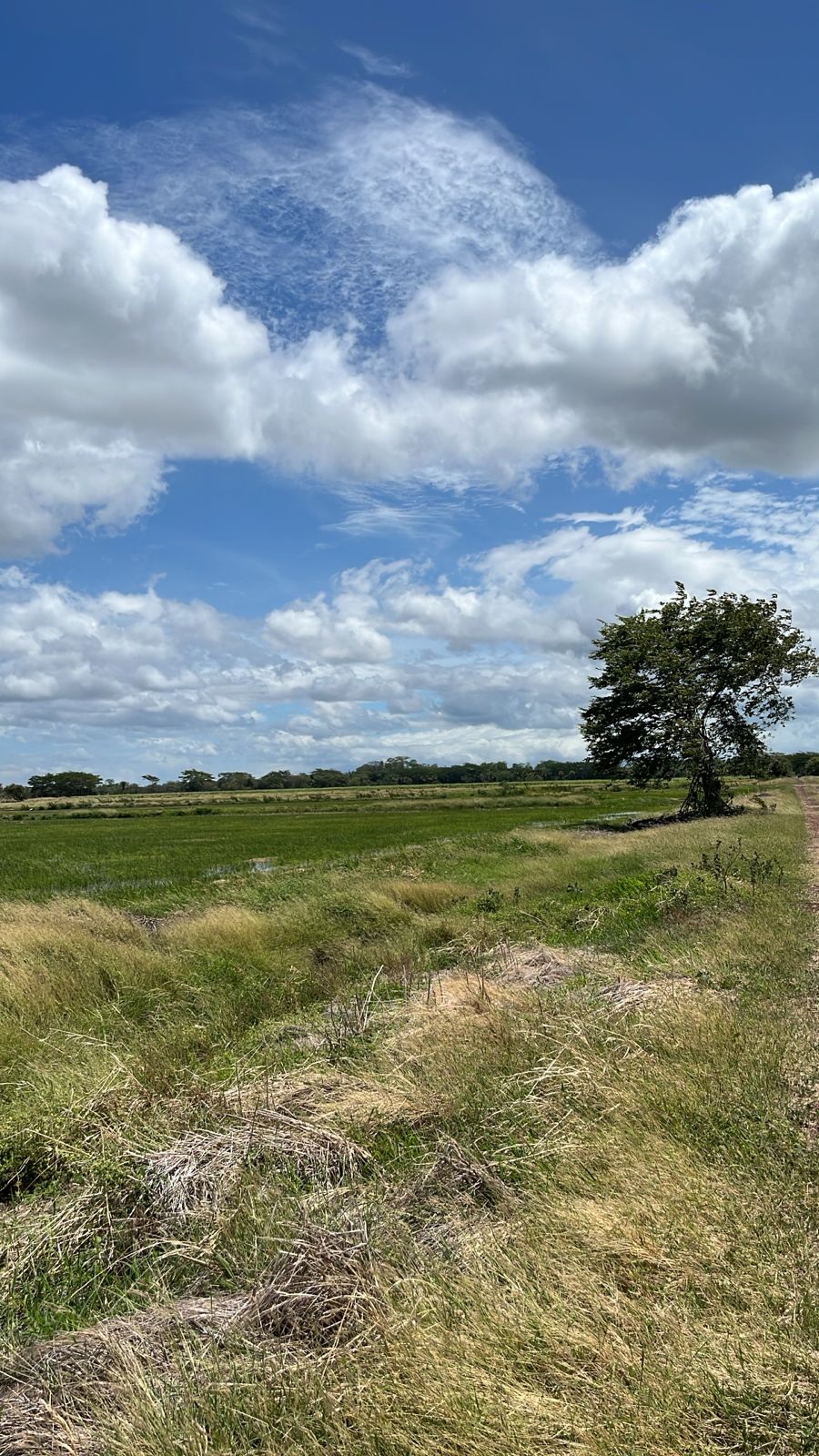 Vista 4 de 🌾 PARCELA AGRÍCOLA EN VENTA 