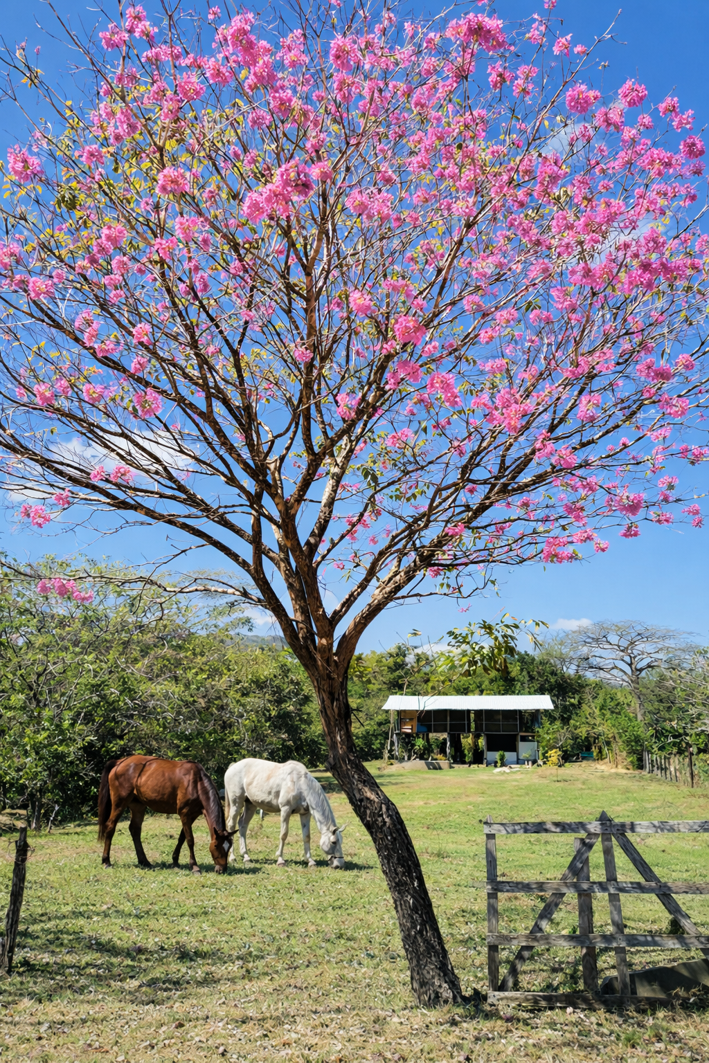 Vista 3 de Quinta con Cabaña de Teca – Barra Honda, Nicoya