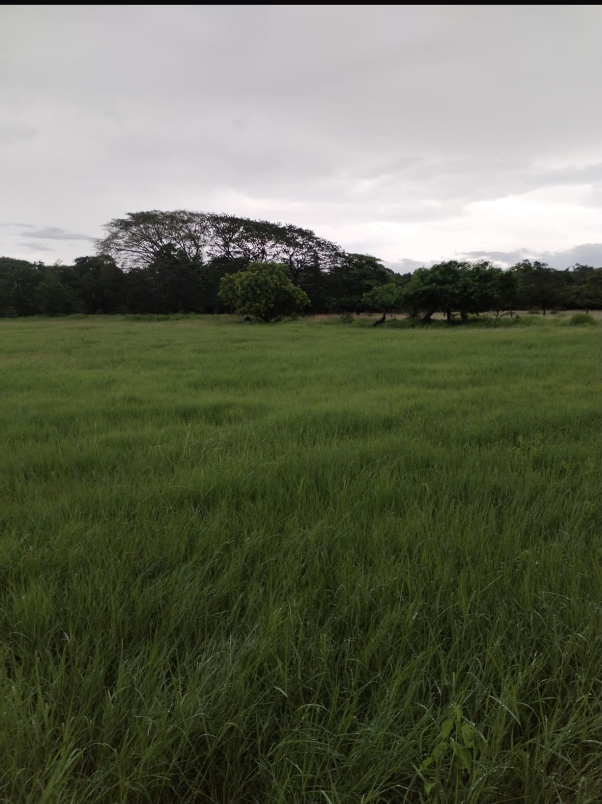 Imagen principal de Lote Llanos del Cortés, Bagaces
