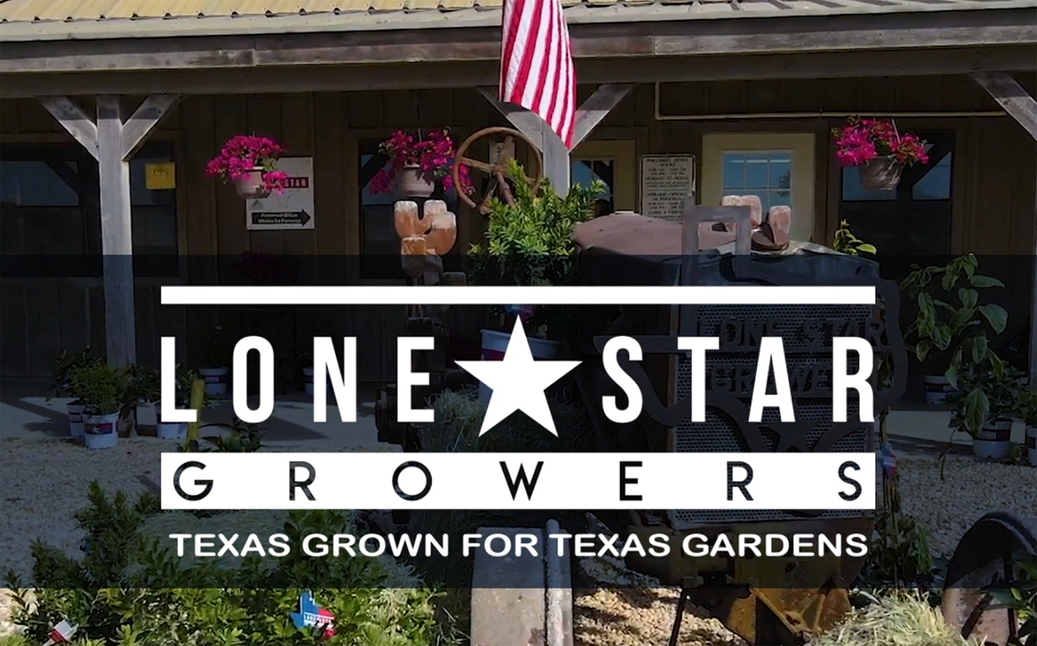 thumbnail video image 2 of Lone Star Growers Nerium Oleander Flirt, Drought Tolerant, Live Shrubs & Plants, 2 gal Pot, Full Sun, 2 of 13