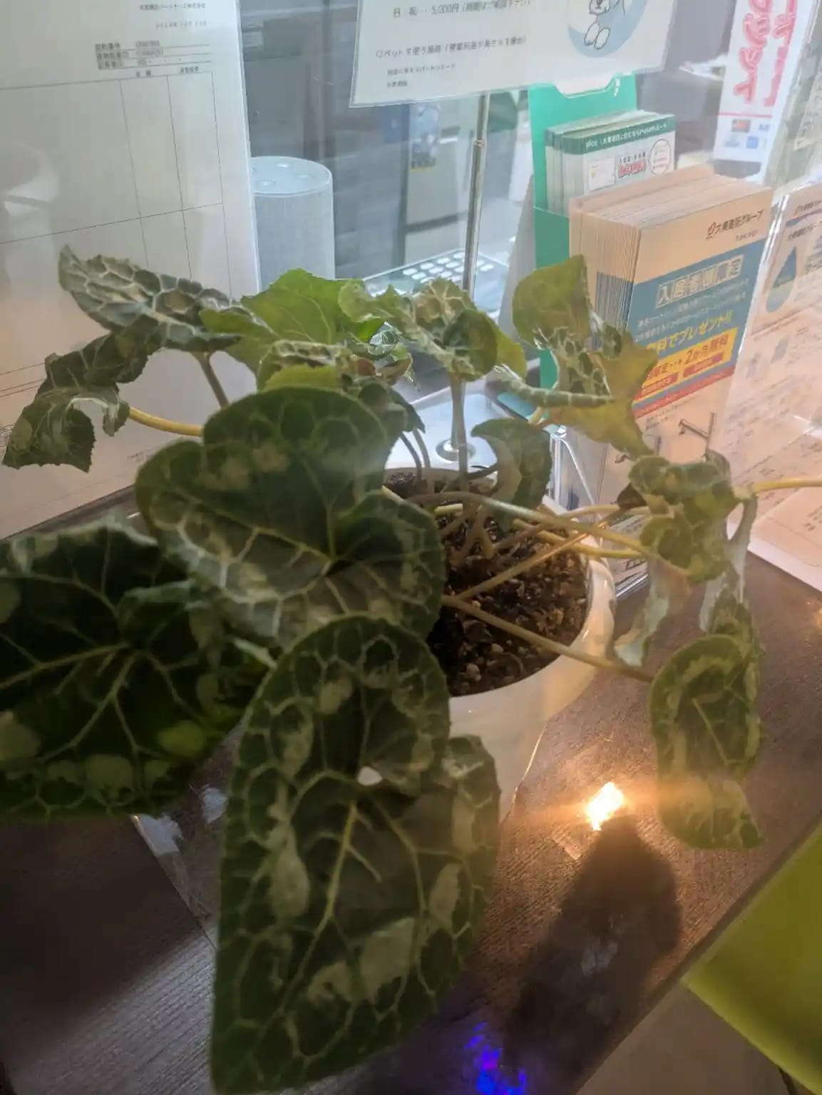 しんせい不動産事務所内のカウンターにあるシクラメンの画像