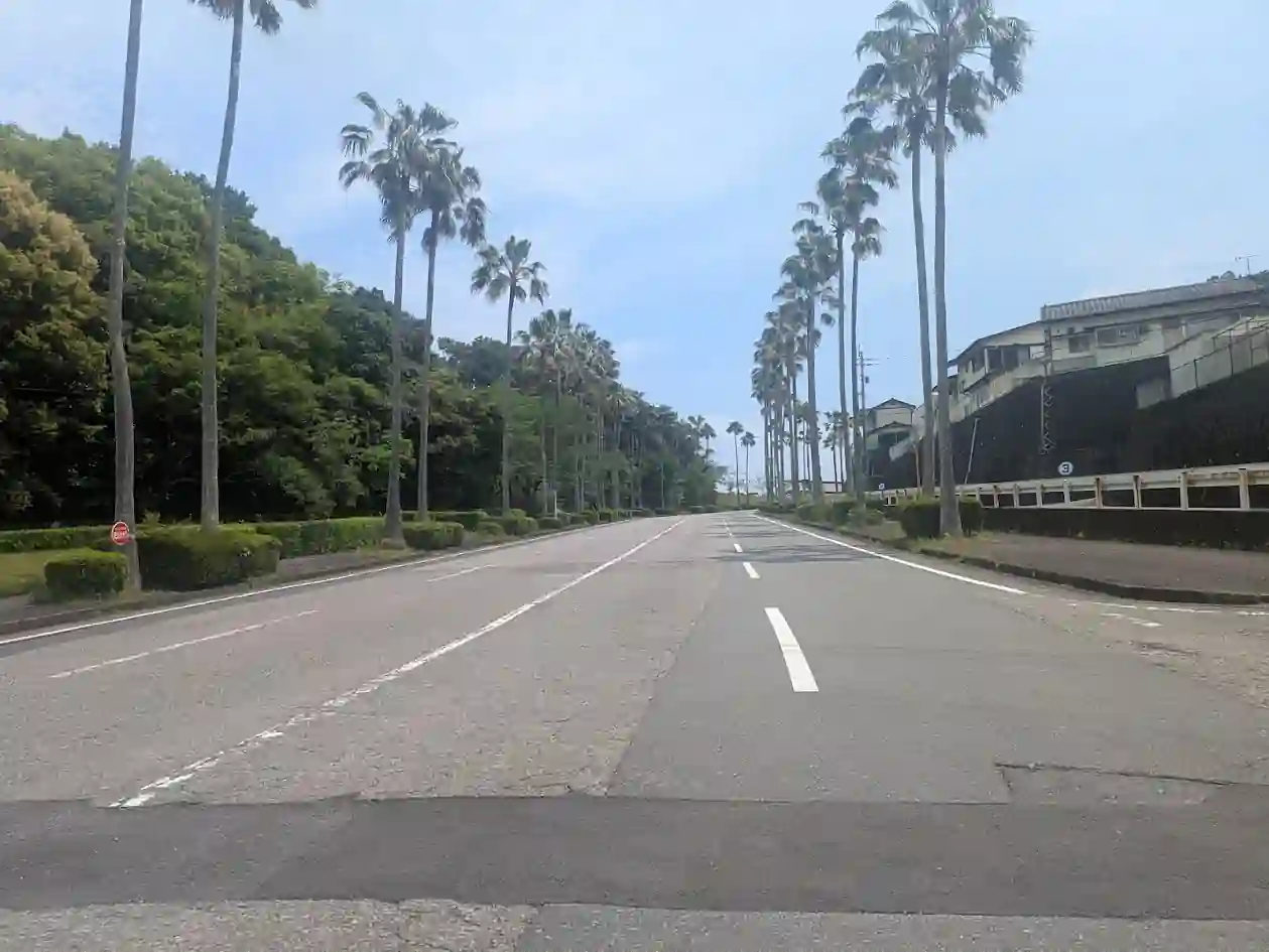 日向市大王谷の大王谷運動公園前にあるヤシ並木の坂道風景