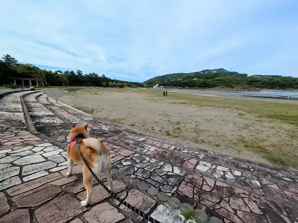 日向市伊勢ケ浜を散歩する看板犬モミジの後ろ姿