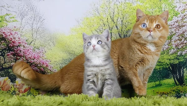 British Shorthair Kitten for sell