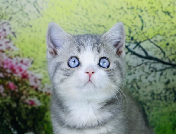 Adorable British Shorthair kitten