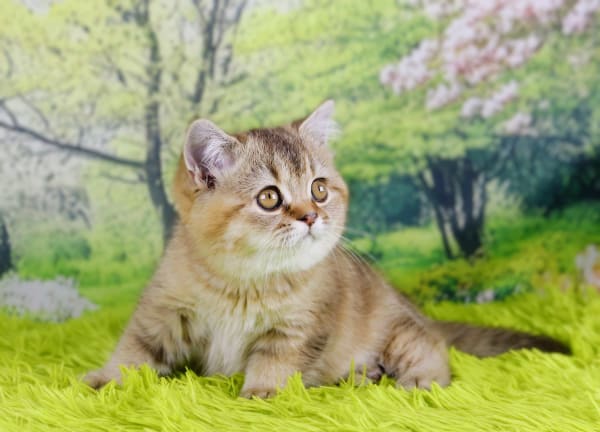 Cute British Shorthair kitten