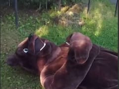 Необычные учения в зоопарке Хакасии