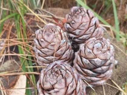 Роспотребнадзор: частое употребление орехов может привести к проблемам со здоровьем