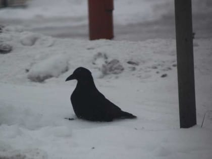 Жителей и гостей Абакана зовут в экспедицию