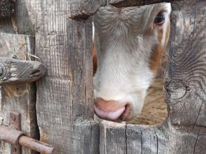 В селе Хакасии начали принудительно изымать скот из-за заразной болезни