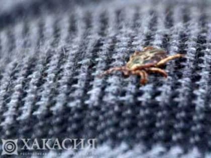 В Хакасии клещи атакуют детей