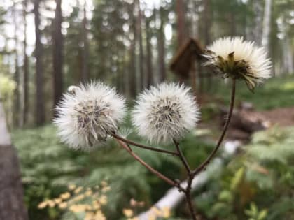 Синоптики Хакасии рассказали о погодных сюрпризах в октябре