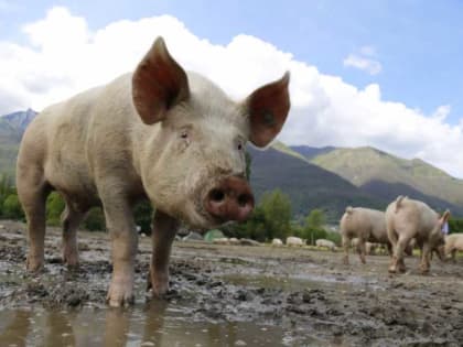 Африканскую чуму свиней выявили по соседству с Хакасией