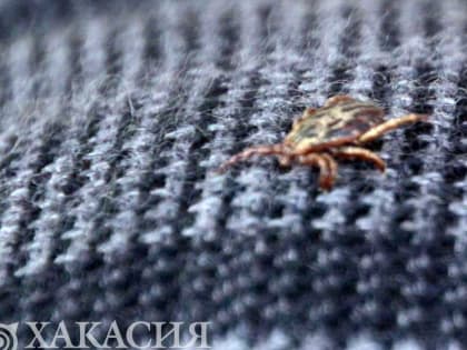 Почти 300 человек пострадали от атак клещей в Хакасии за минувшую неделю