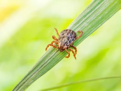Клещевой энцефалит: в Бейском районе ребёнка укусил кровососущий паразит