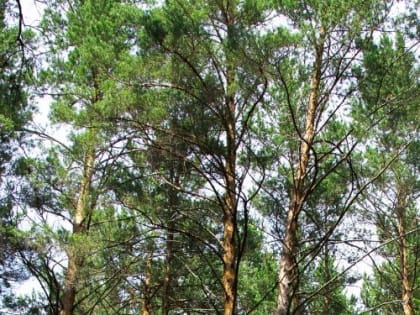 Вооруженные разборки в лесу…